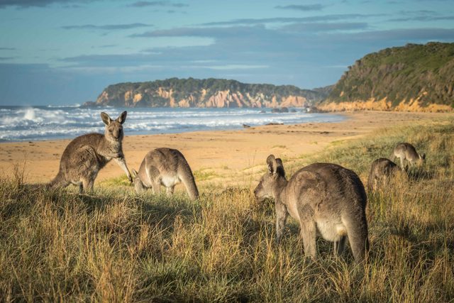 Gillards Beach