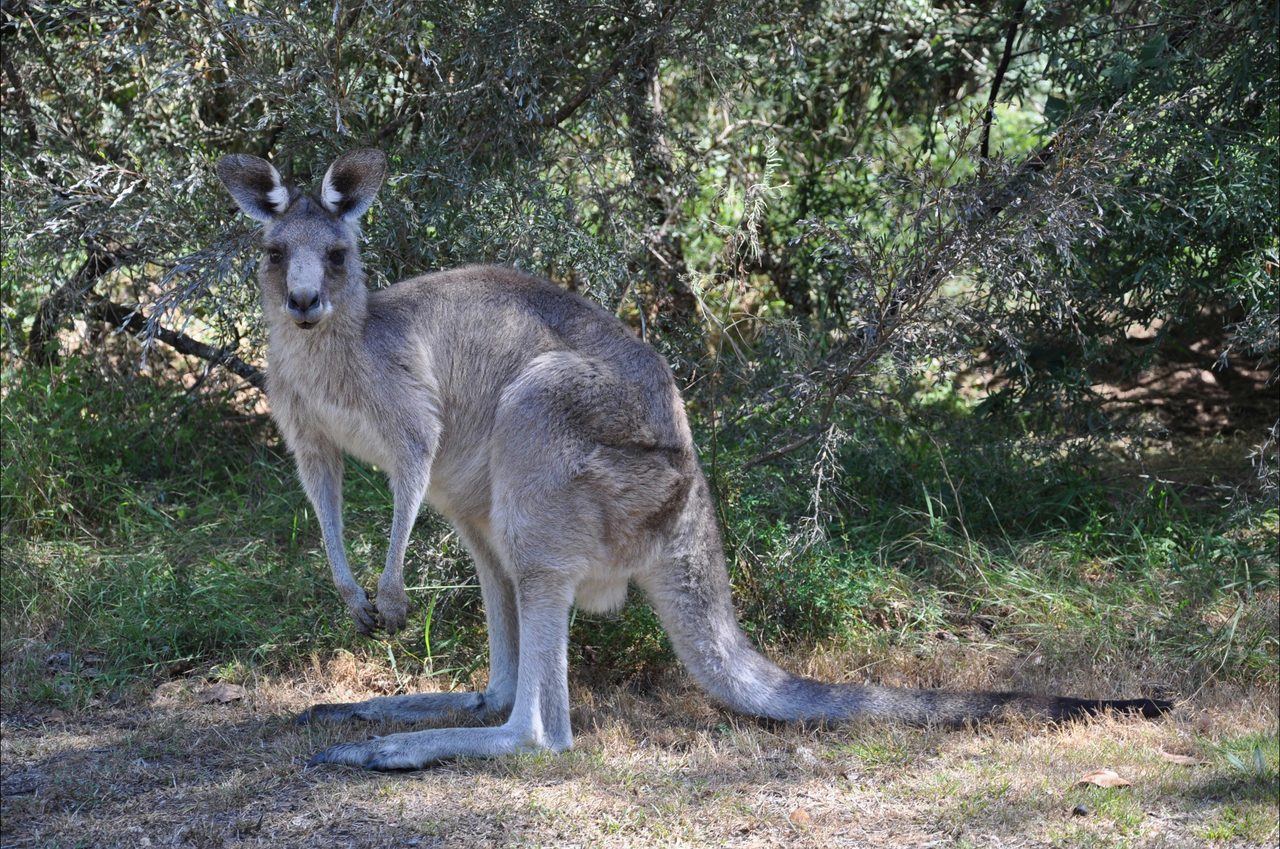 Geehi Rest Area kangaroos