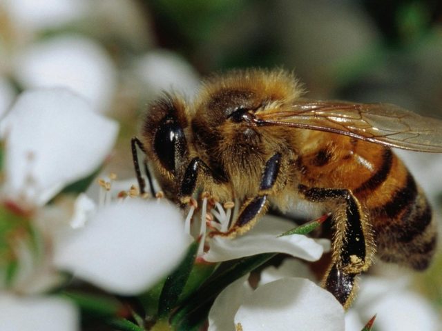 Gather By Manuka Honey
