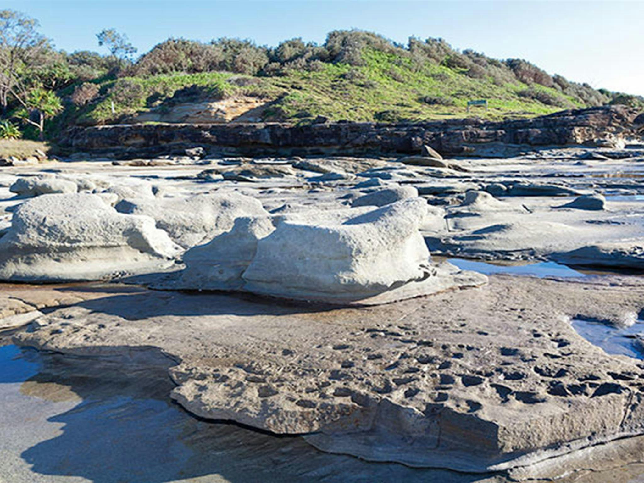 Shelley Head campground, Yuraygir National Park. Photo: Rob Cleary/NSW Government