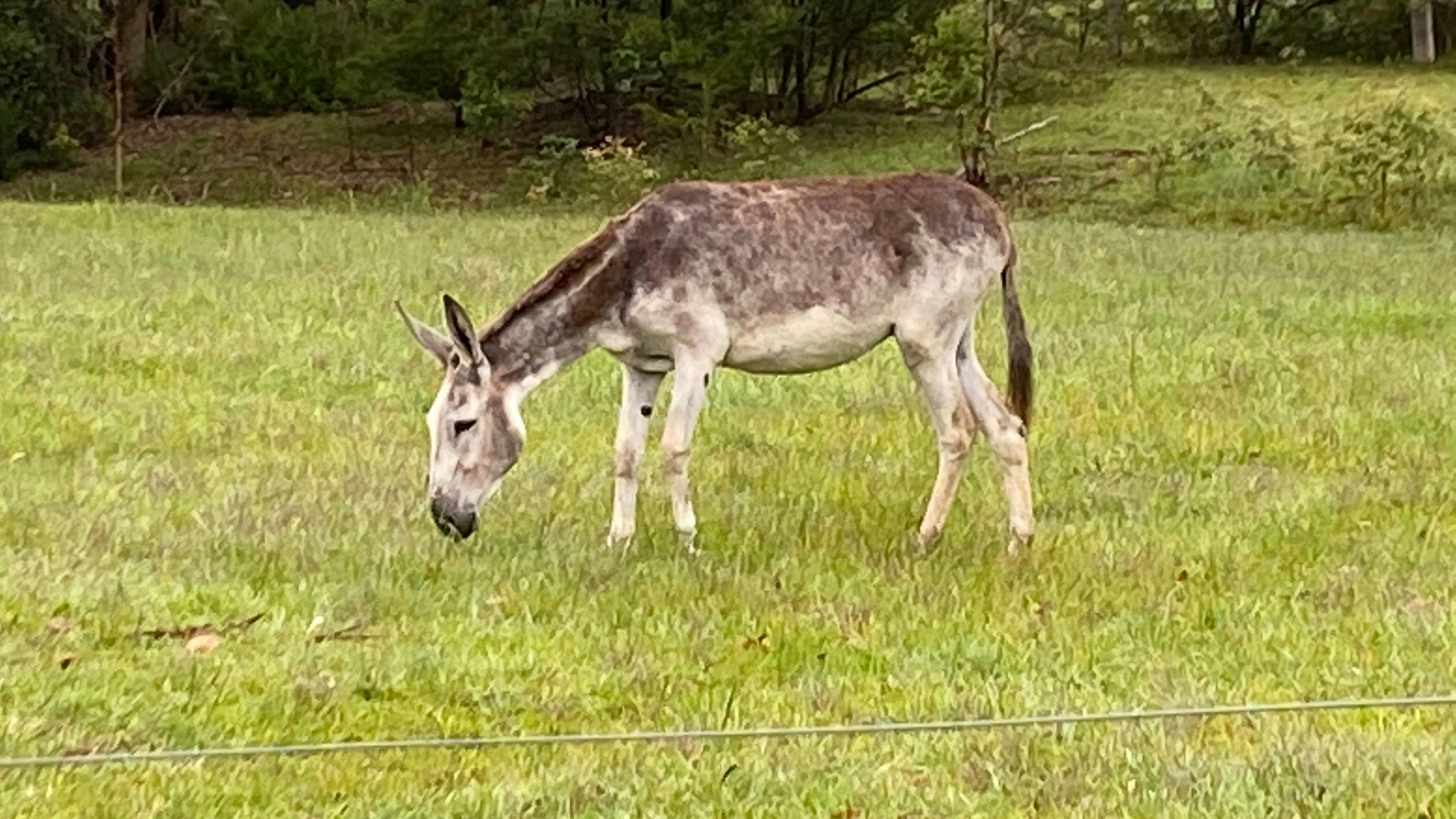Spirit of the Forest