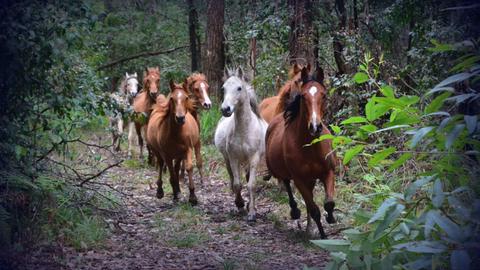Spirit of the Forest