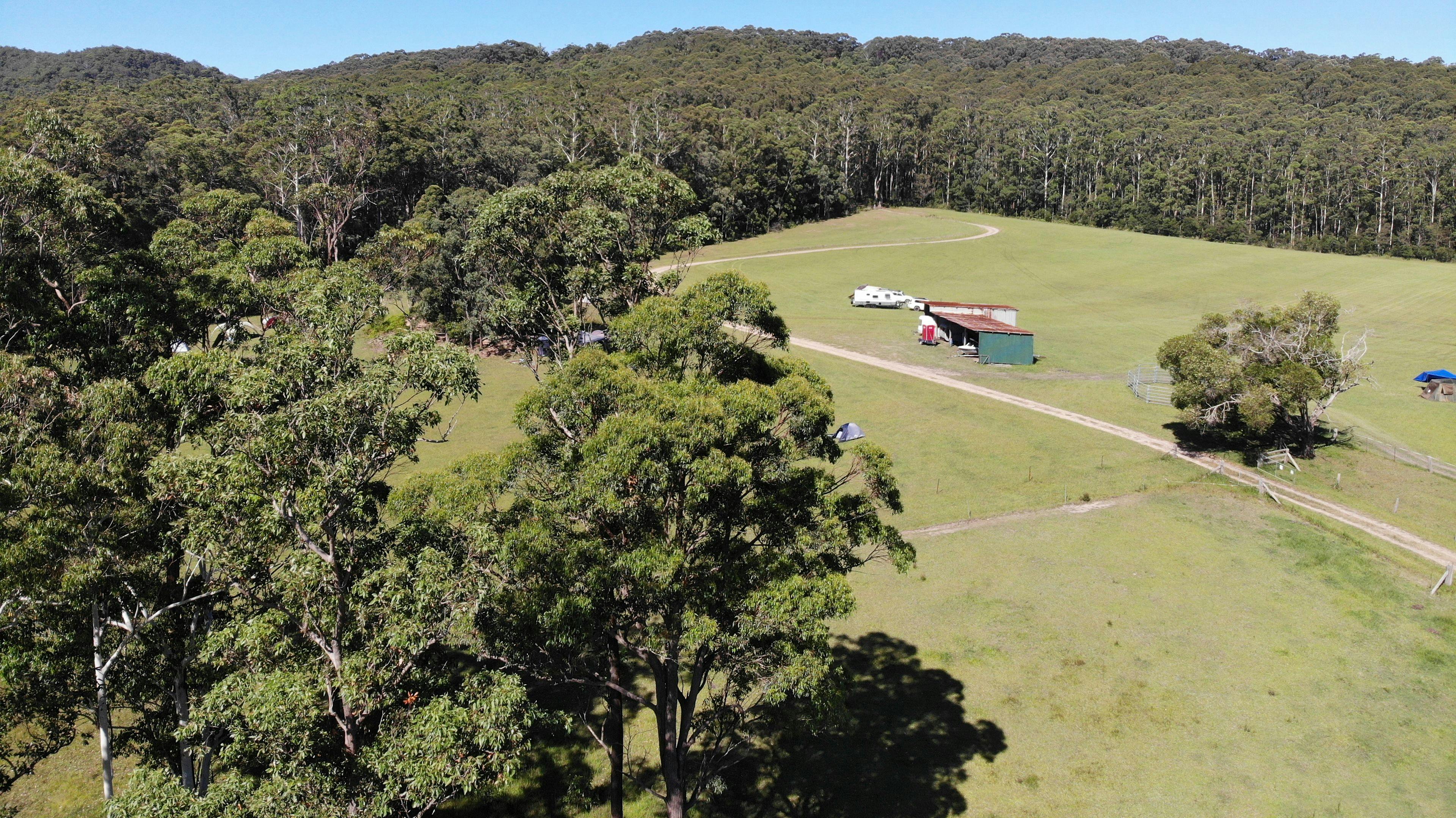 Spirit of the Forest
