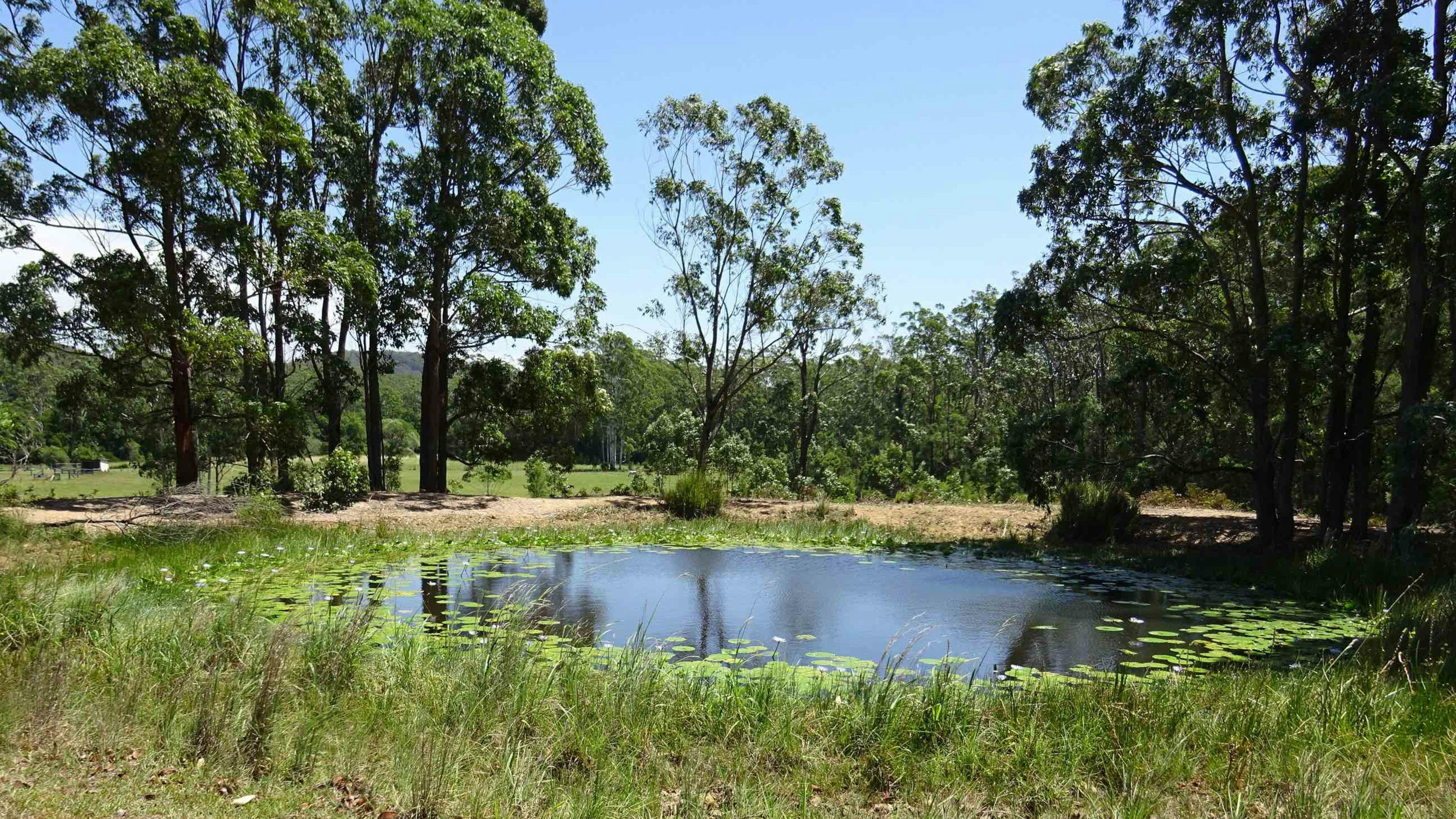 Spirit of the Forest