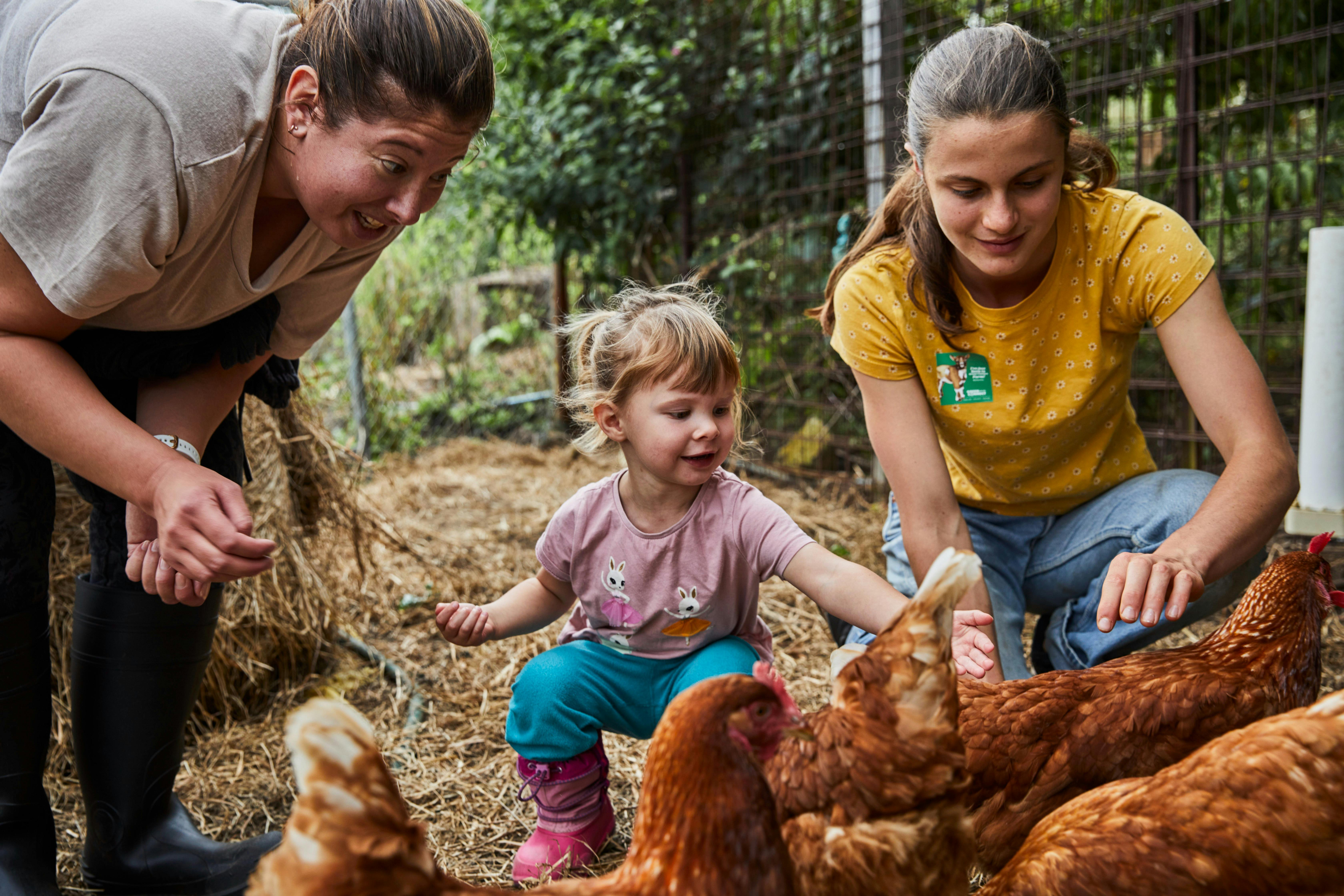 Visitors feeding chooks on the Green Connect Farm