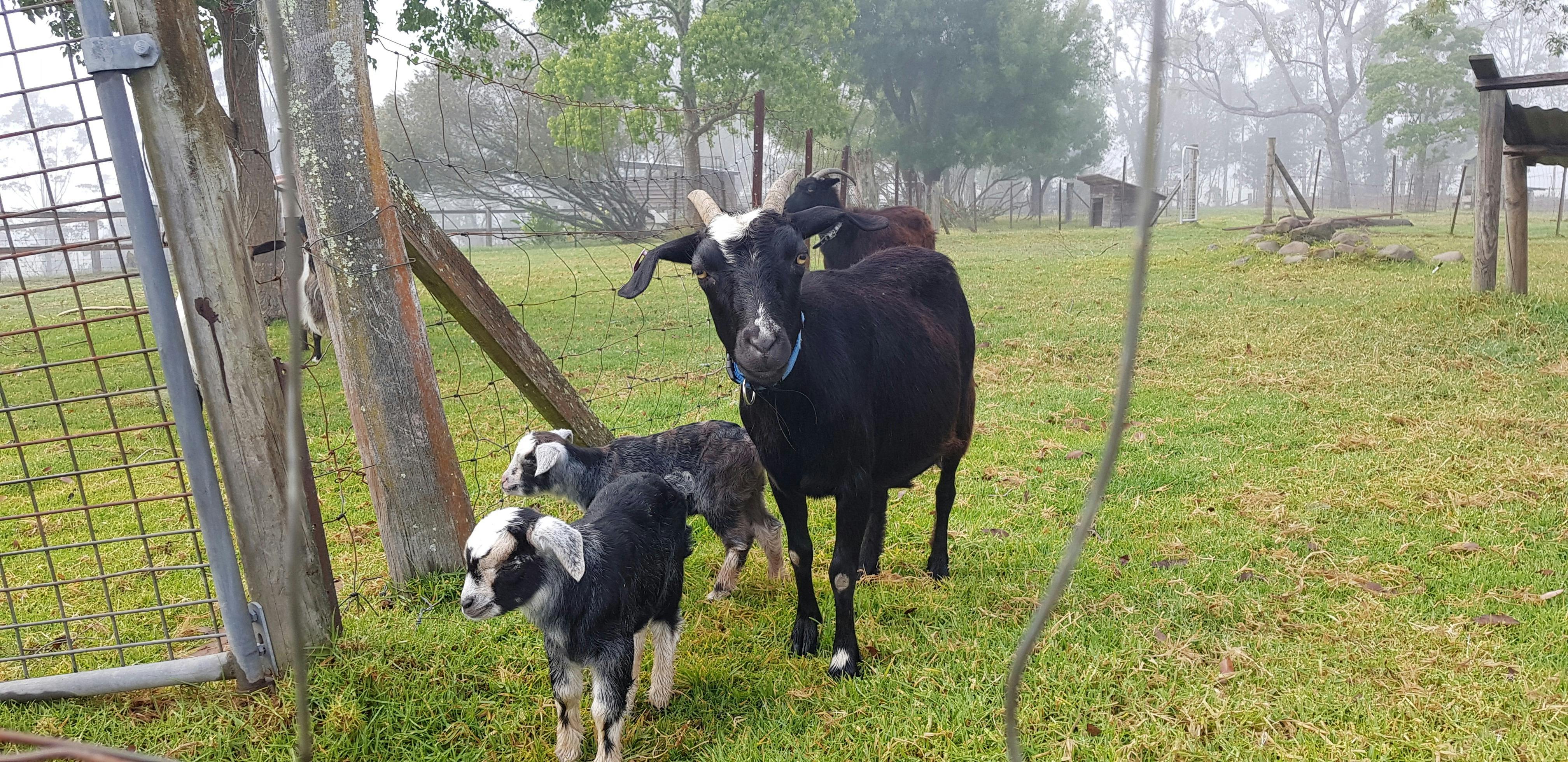 Our miniature goats