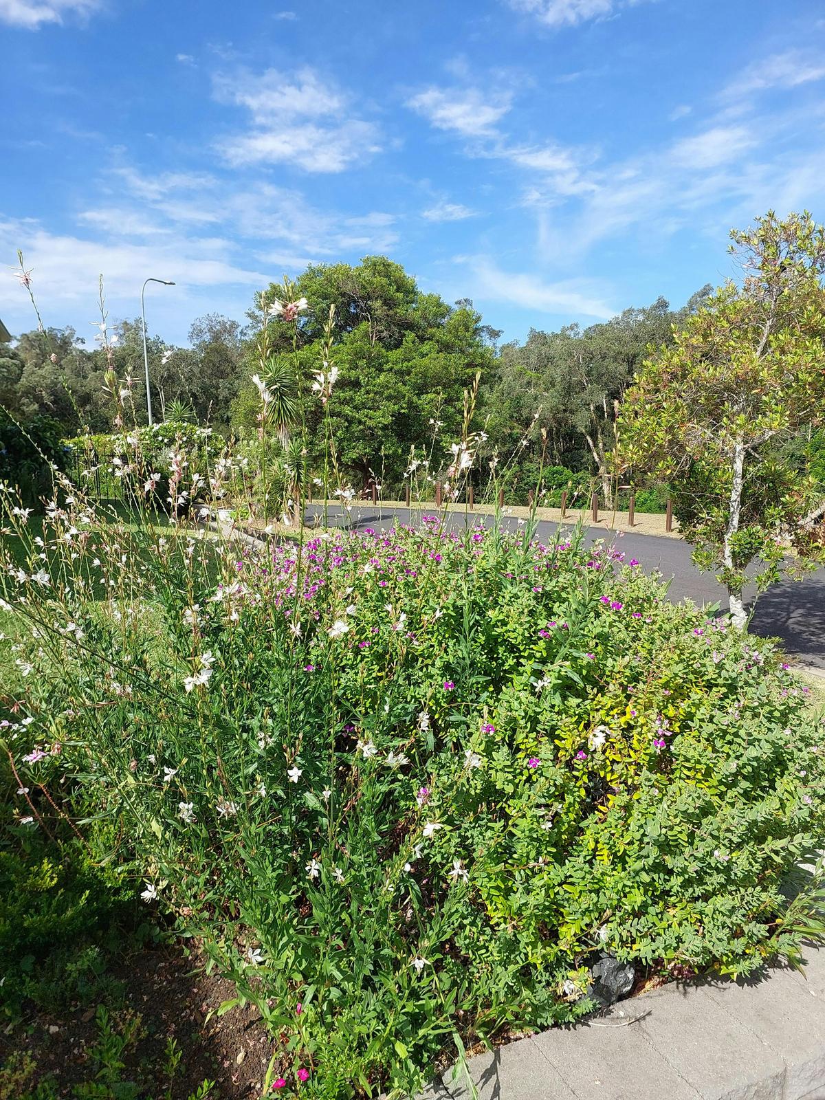 Forwst and Garden View