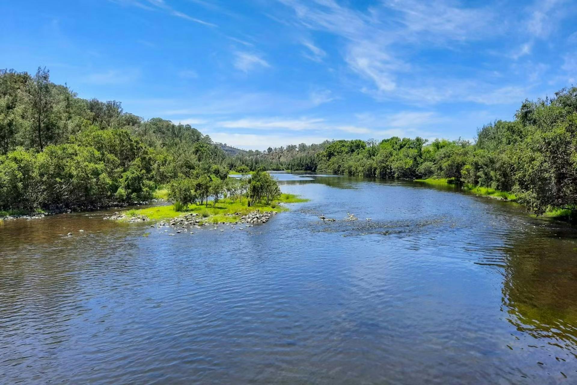Fish  in the Macleay River
