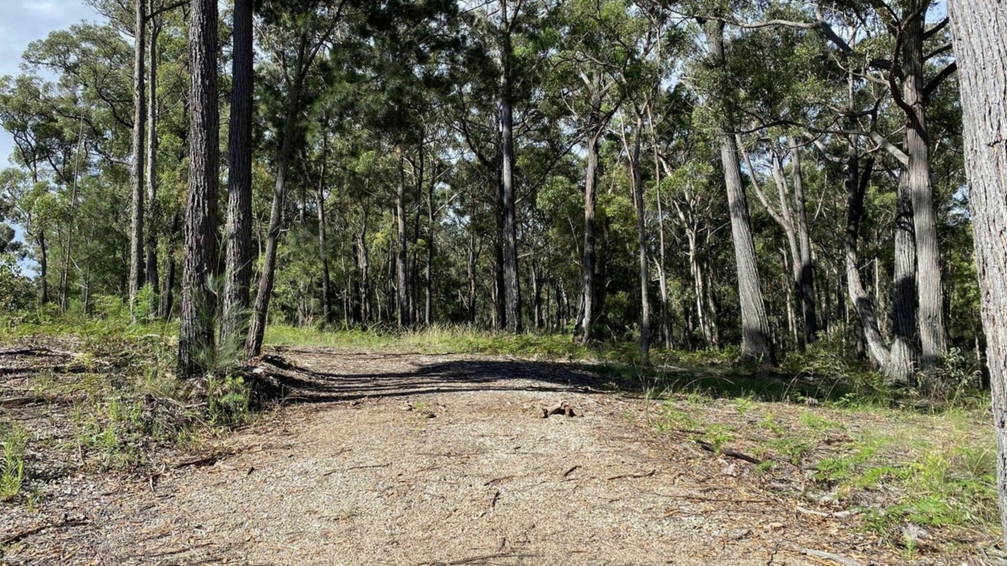 Silvertop Ash Bush Block