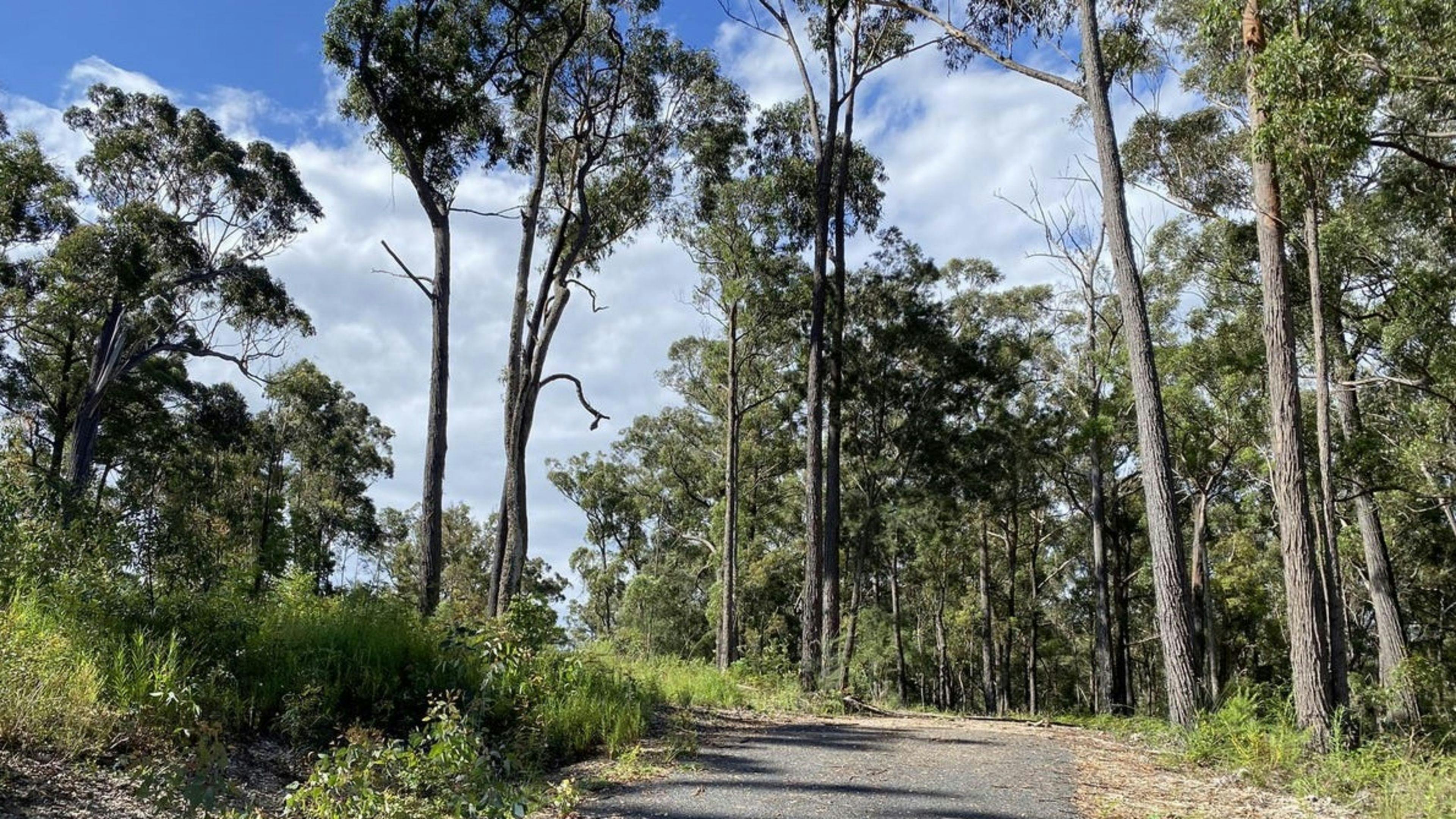 Silvertop Ash Bush Block