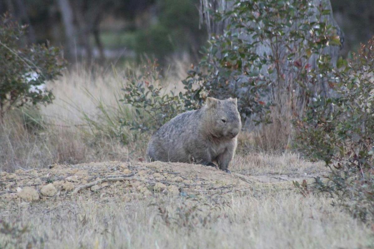One of our resident Wombats coming out to graze