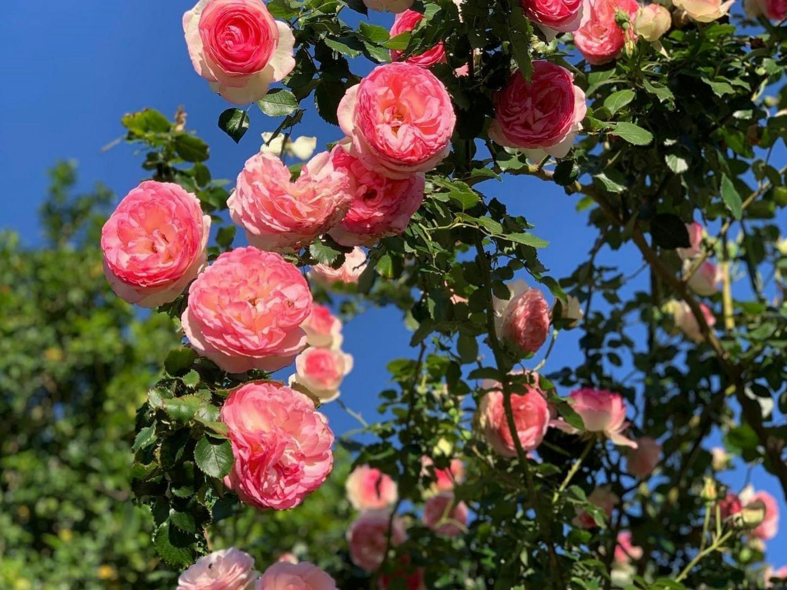 Heritage Gardens Nursery