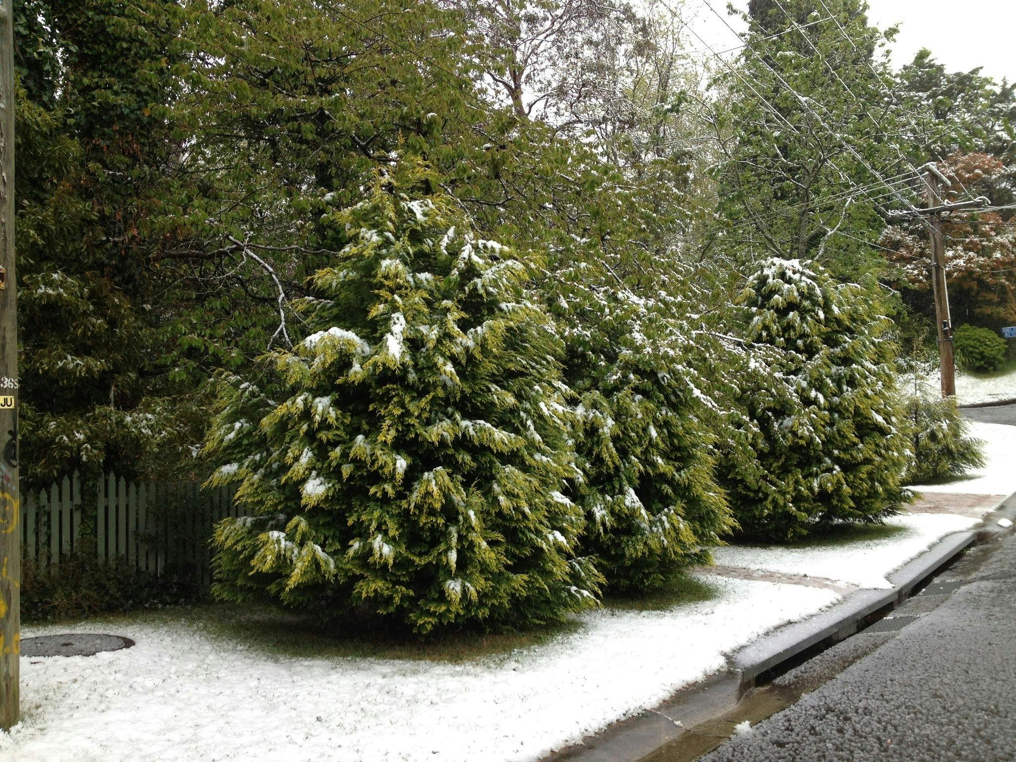 Strawberry Patch dusted in snow