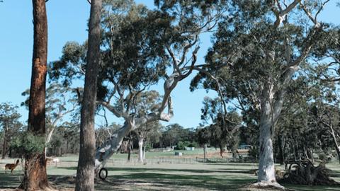 Sussex Horses For Healing