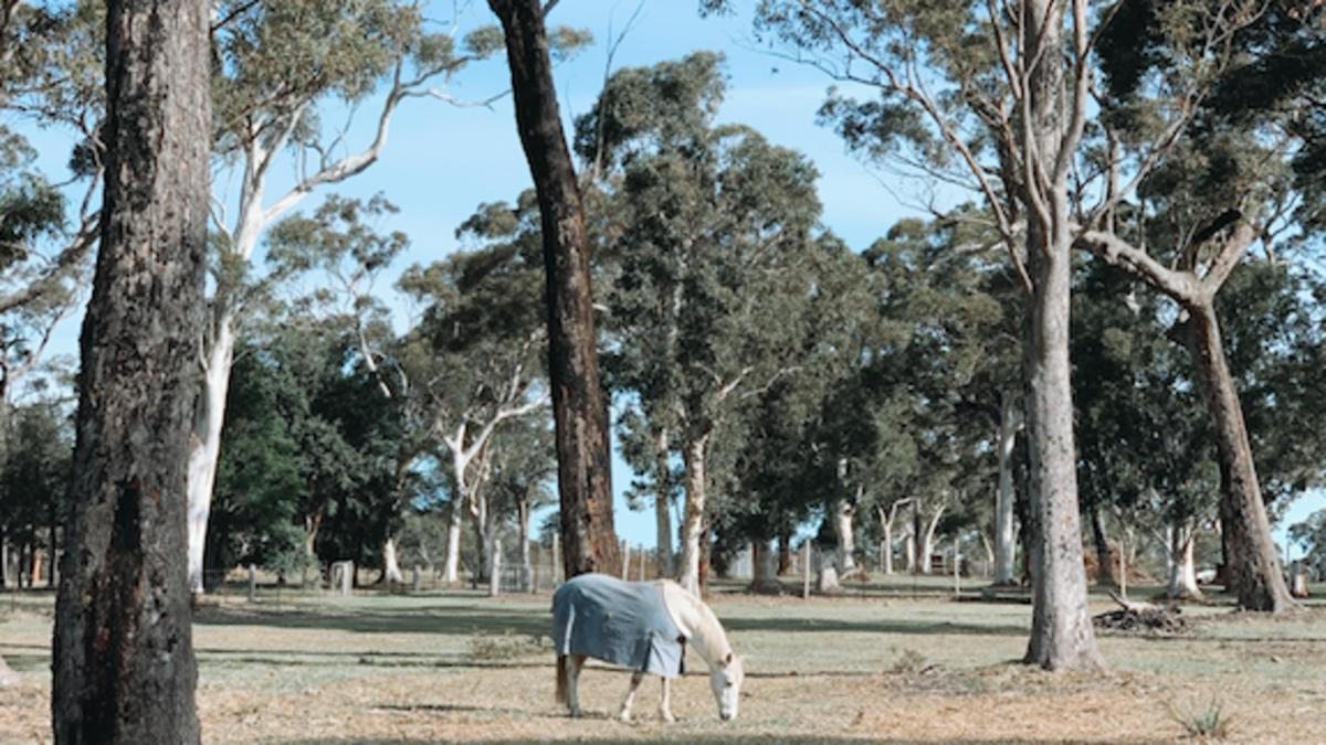 Sussex Horses For Healing