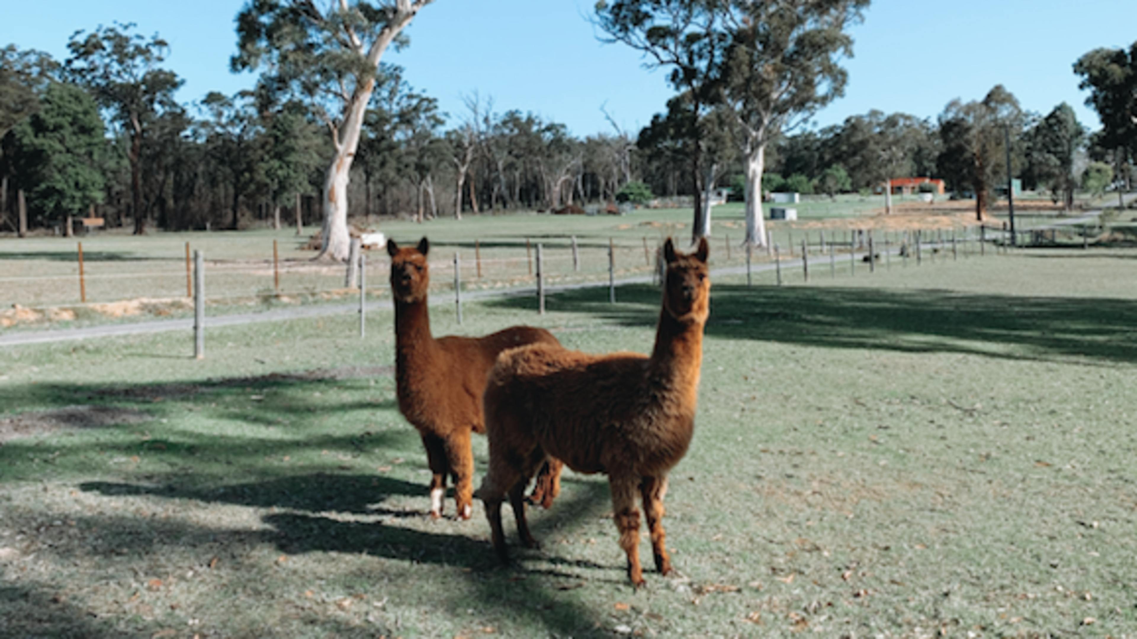 Our beautiful alpacas