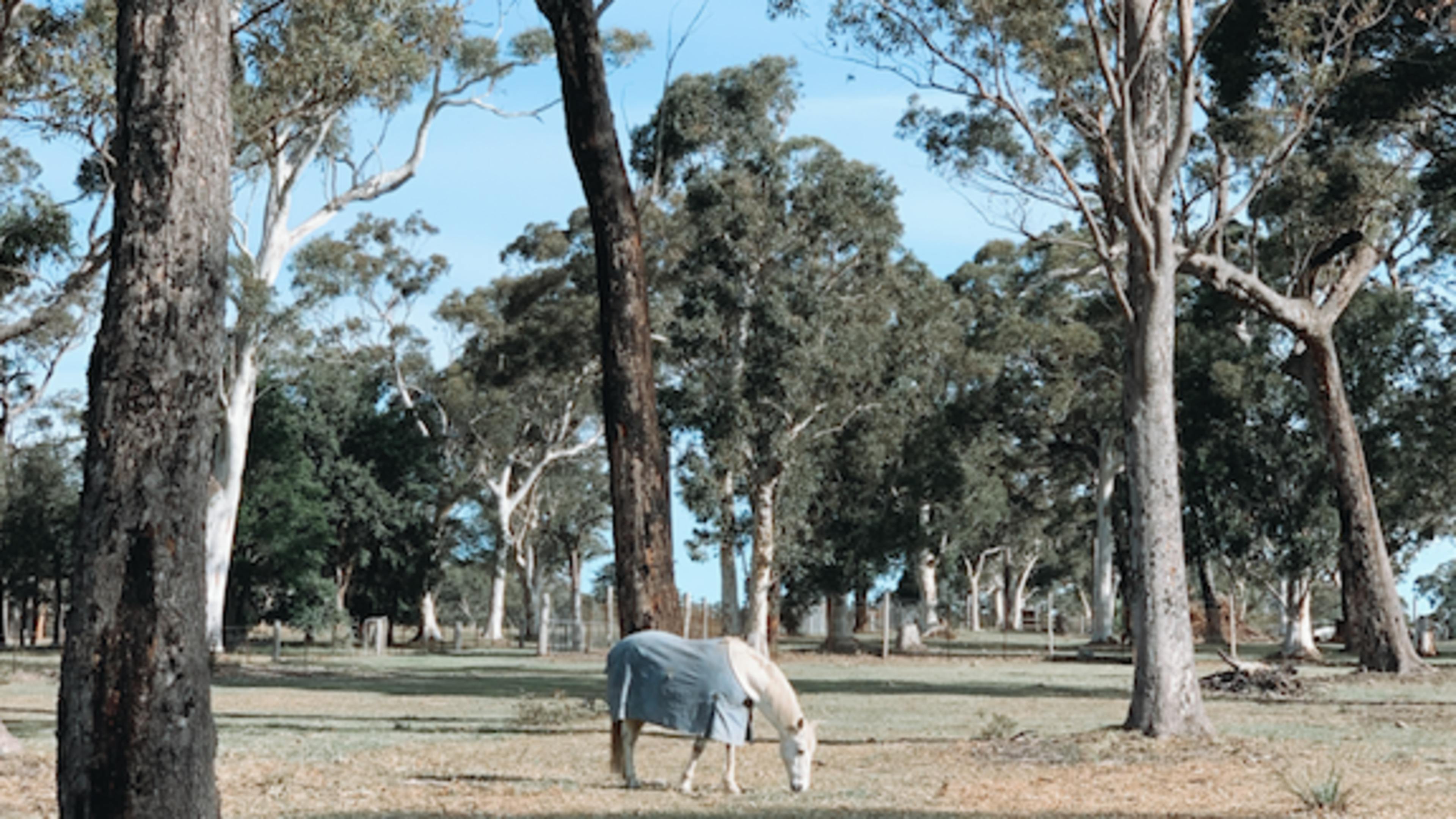 Surrounded by horses