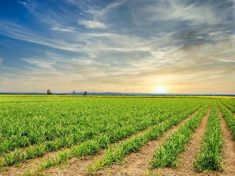 Sweet Pea Cottage at Maclean