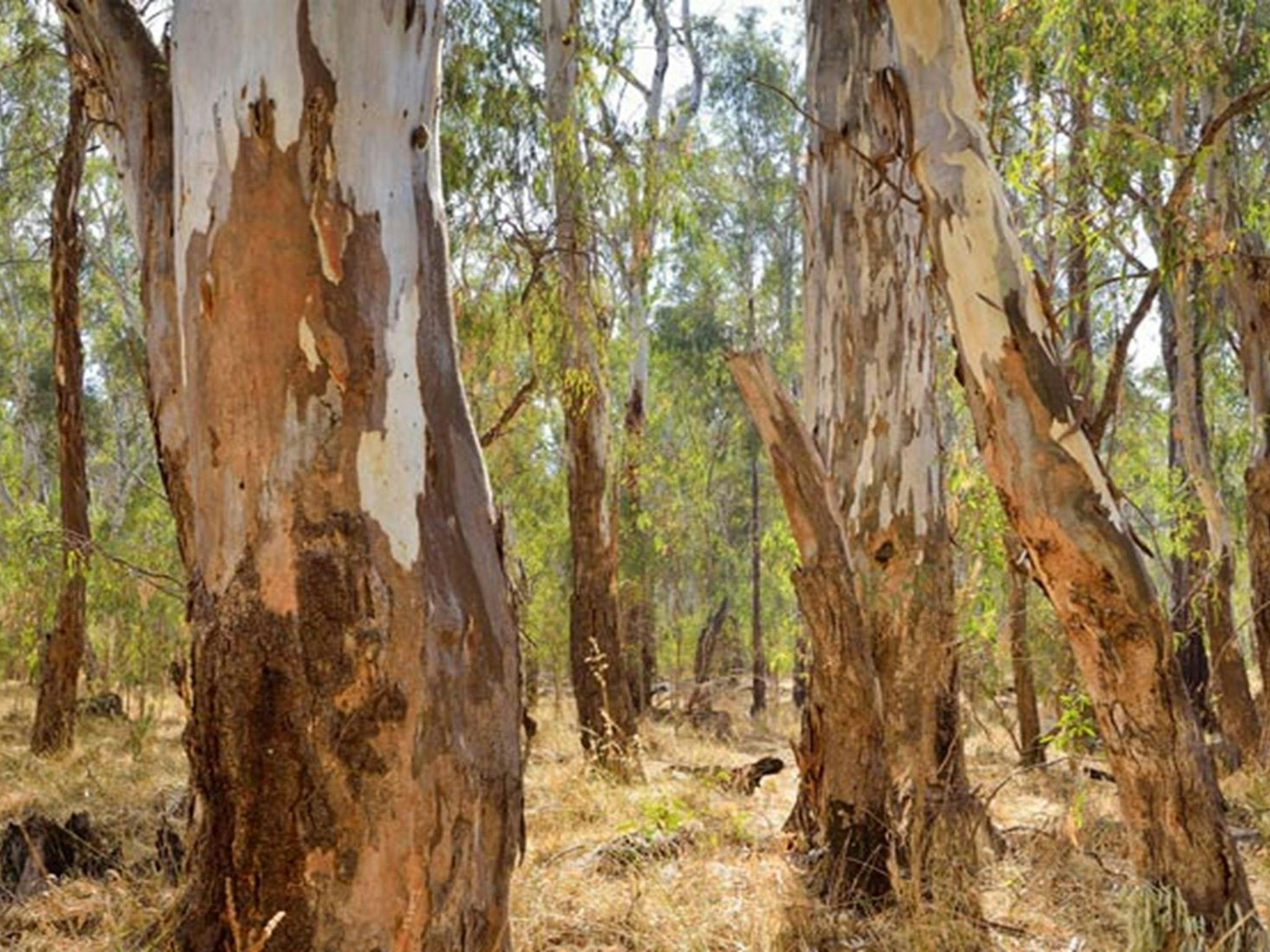 Five Mile picnic area, Murray Valley National Park. Photo: Gavin Hansford &copy; DPIE