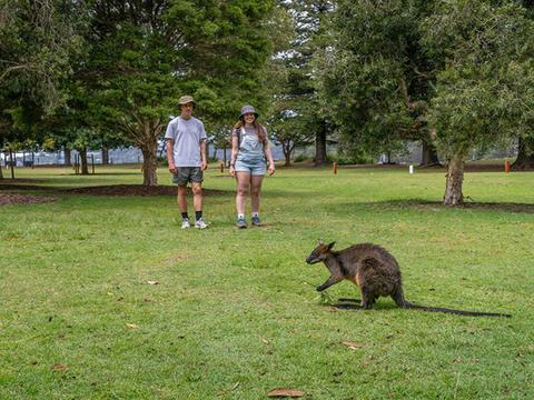 2 people looking at a wallaby at The Basin campground. Credit: John Spencer/DCCEEW  &copy; DCCEEW