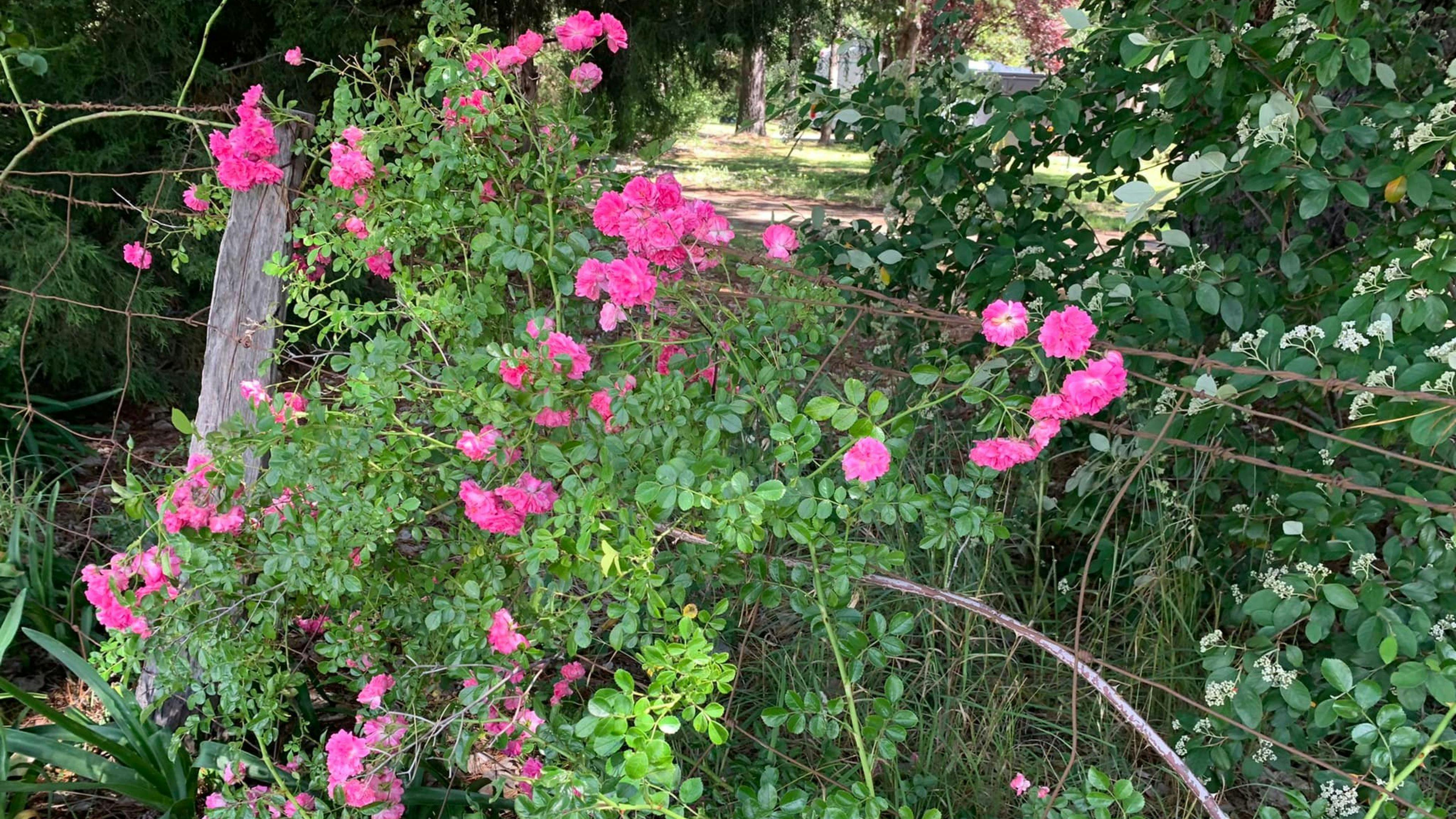 The Forest Ensuite Studio Units.