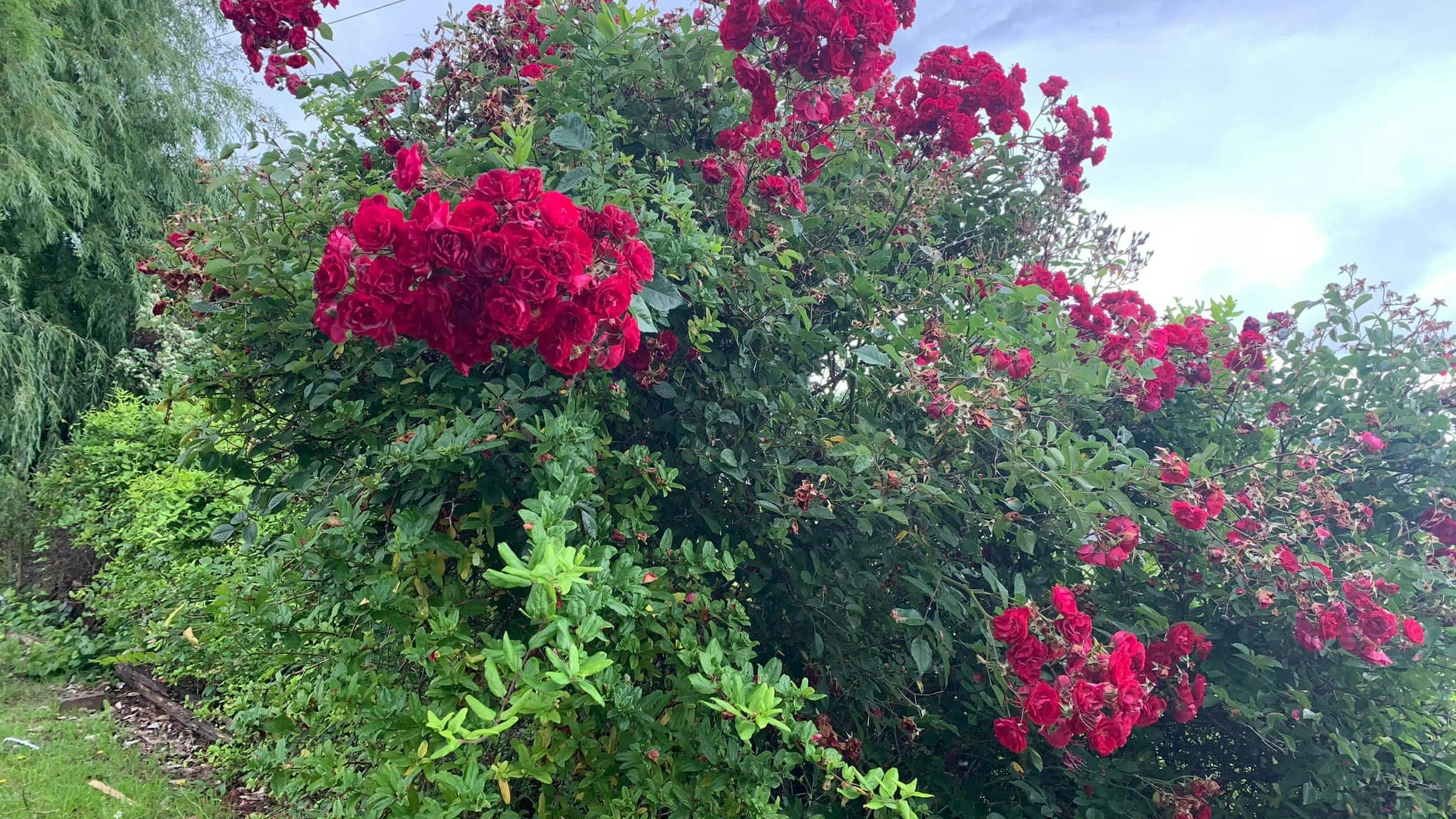 The Forest Ensuite Studio Units.