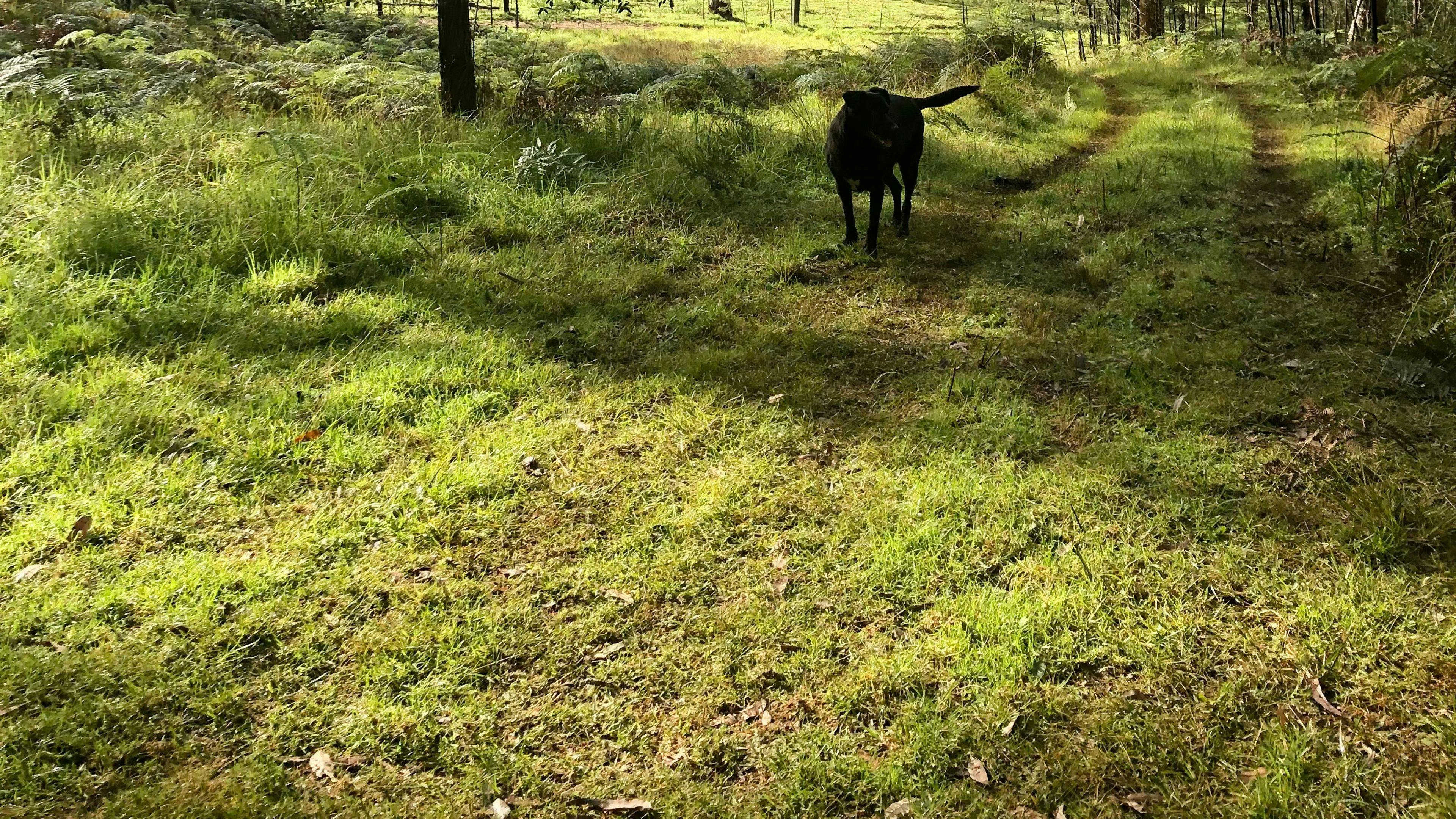 Tanglewood Bush Camp - Putty Valley