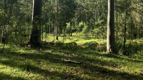 Tanglewood Bush Camp - Putty Valley