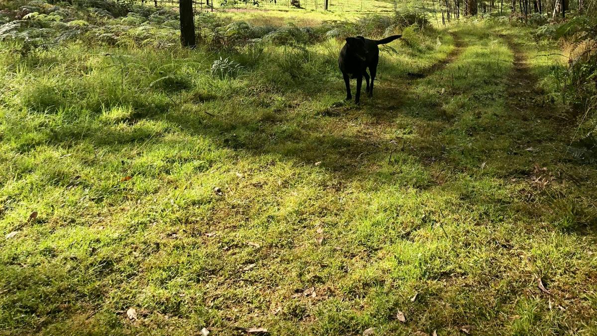Tanglewood Bush Camp - Putty NSW