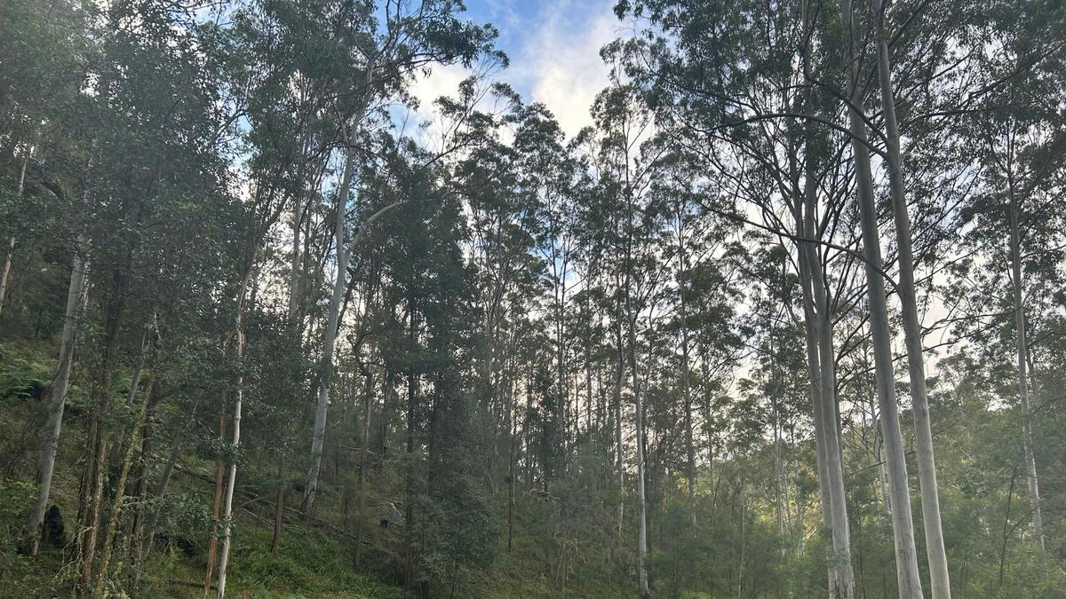 Tanglewood Bush Camp - Putty NSW