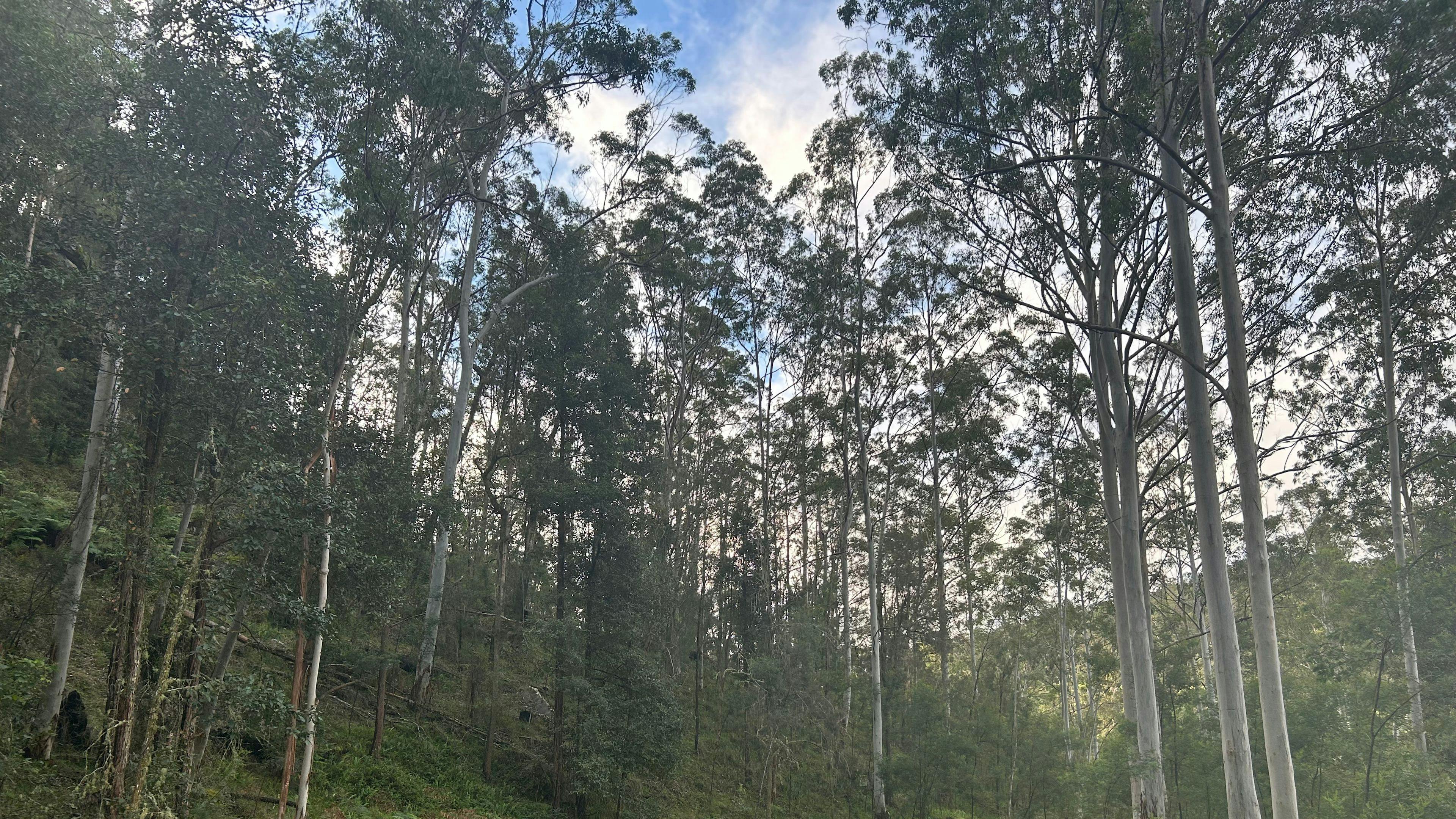 Tanglewood Bush Camp - Putty Valley