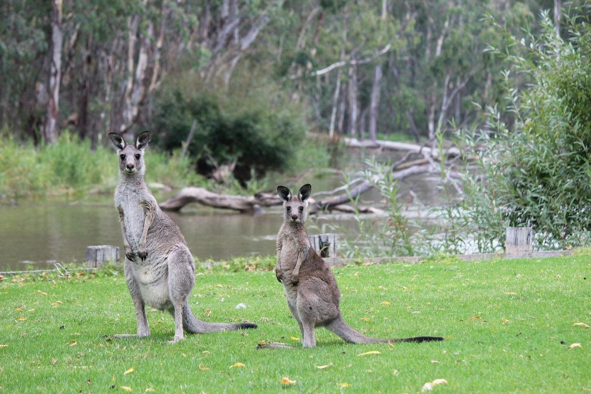 A haven to local wildlife