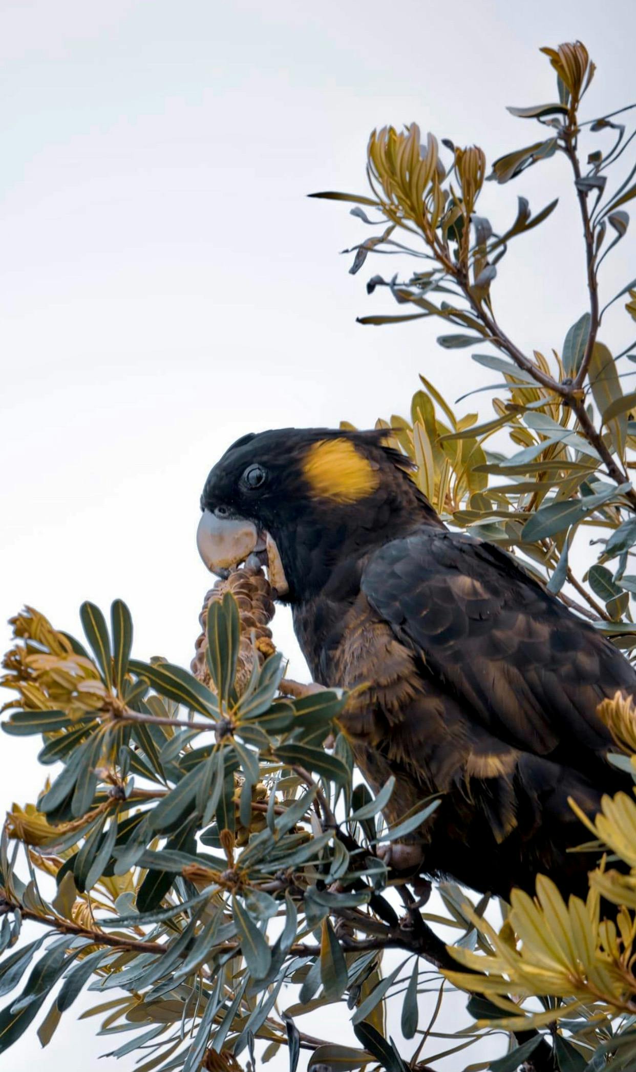 Black cockatoos call the banksia forest  home