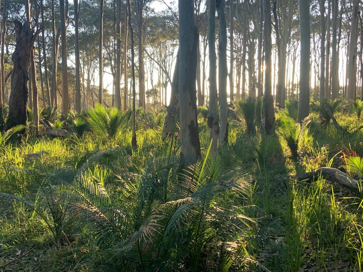Spotted Gum Retreat at Mystery Bay
