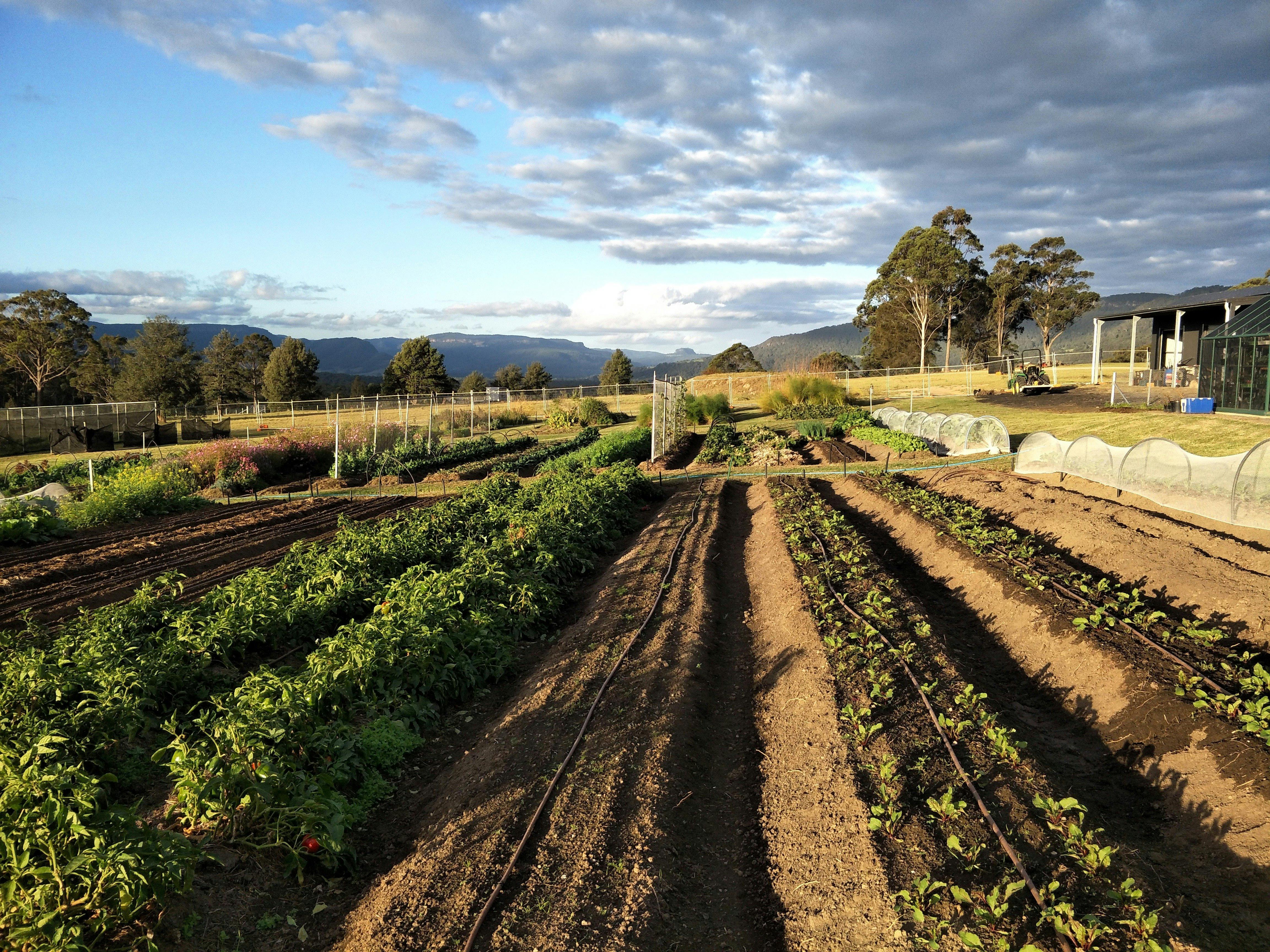 A beautiful evening in the market garden.