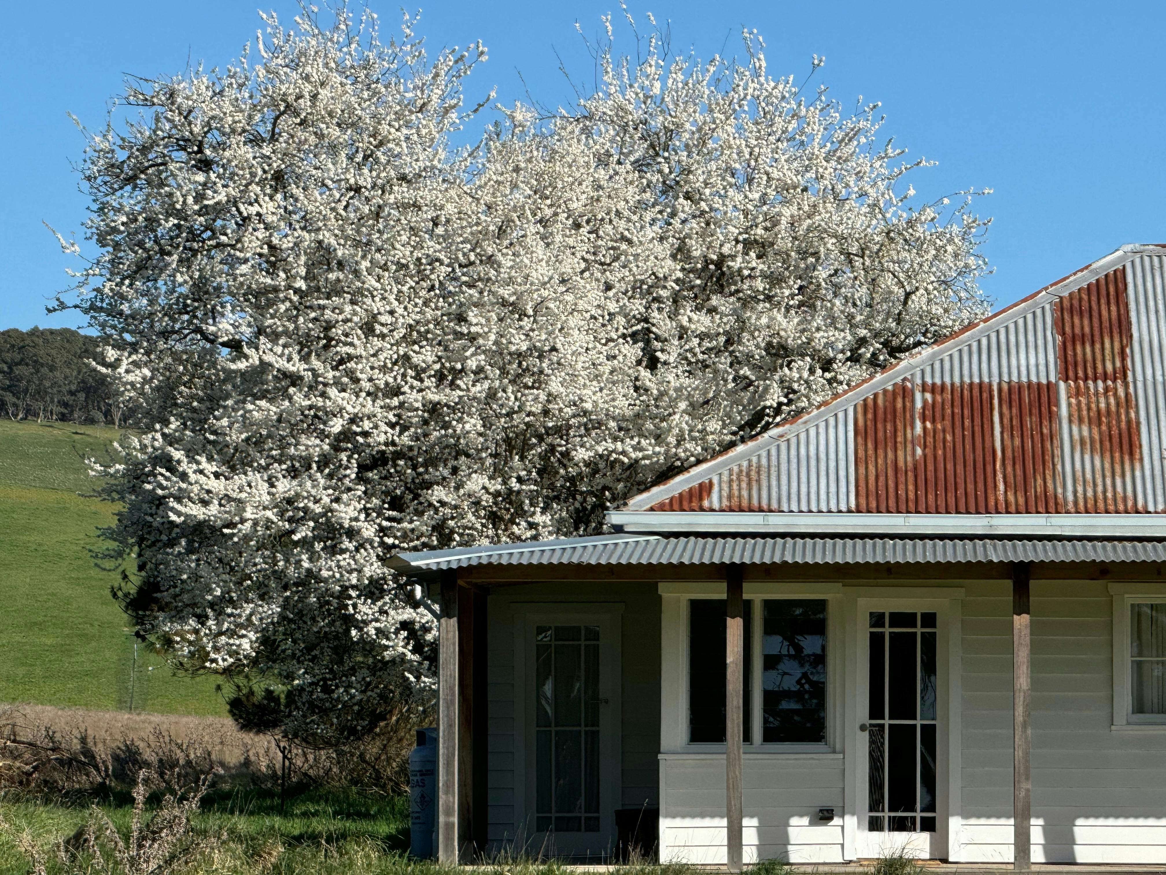 Cottage in springtime with tree in blossom