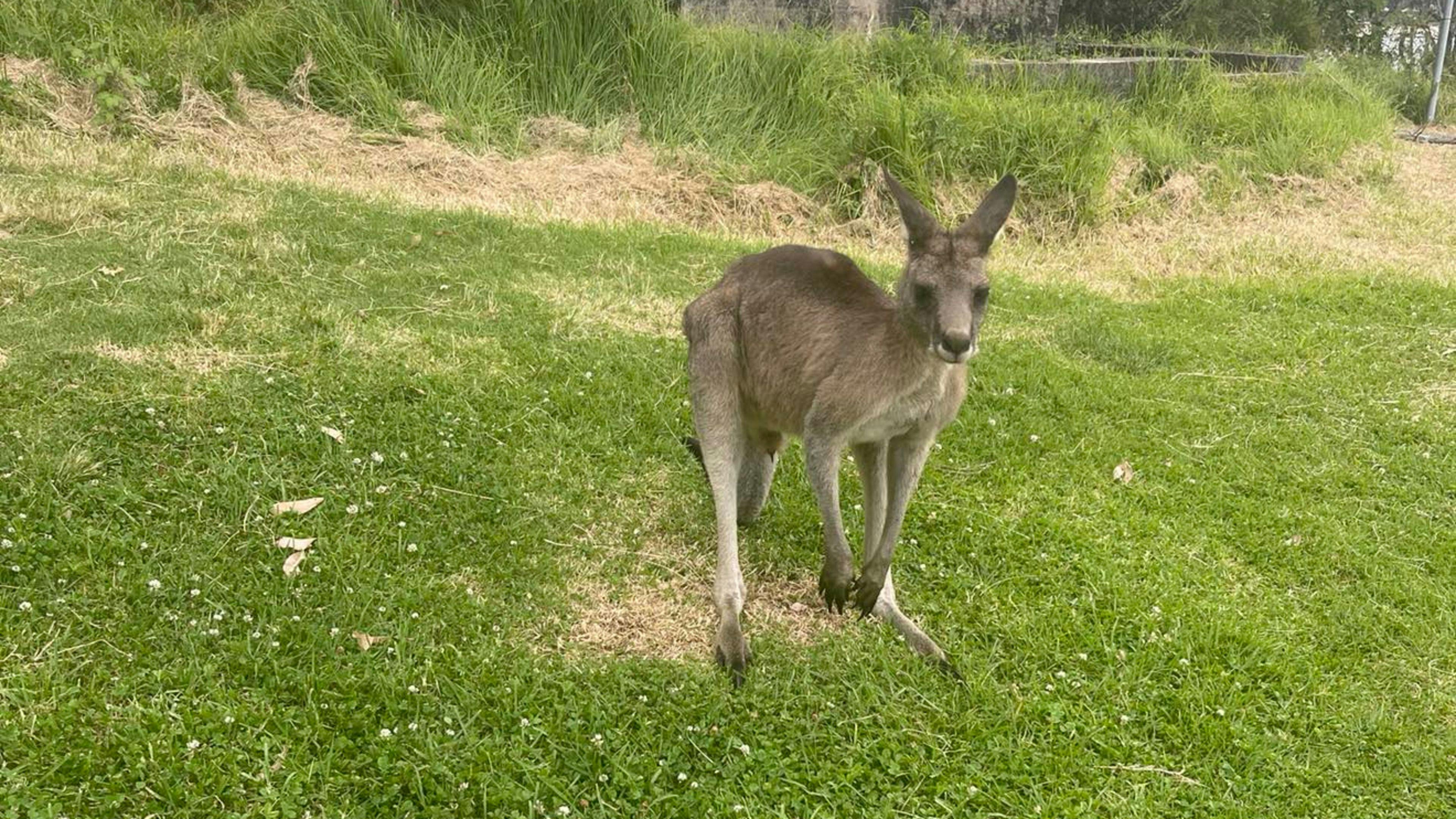 The Arcadia Urban Bush Retreat