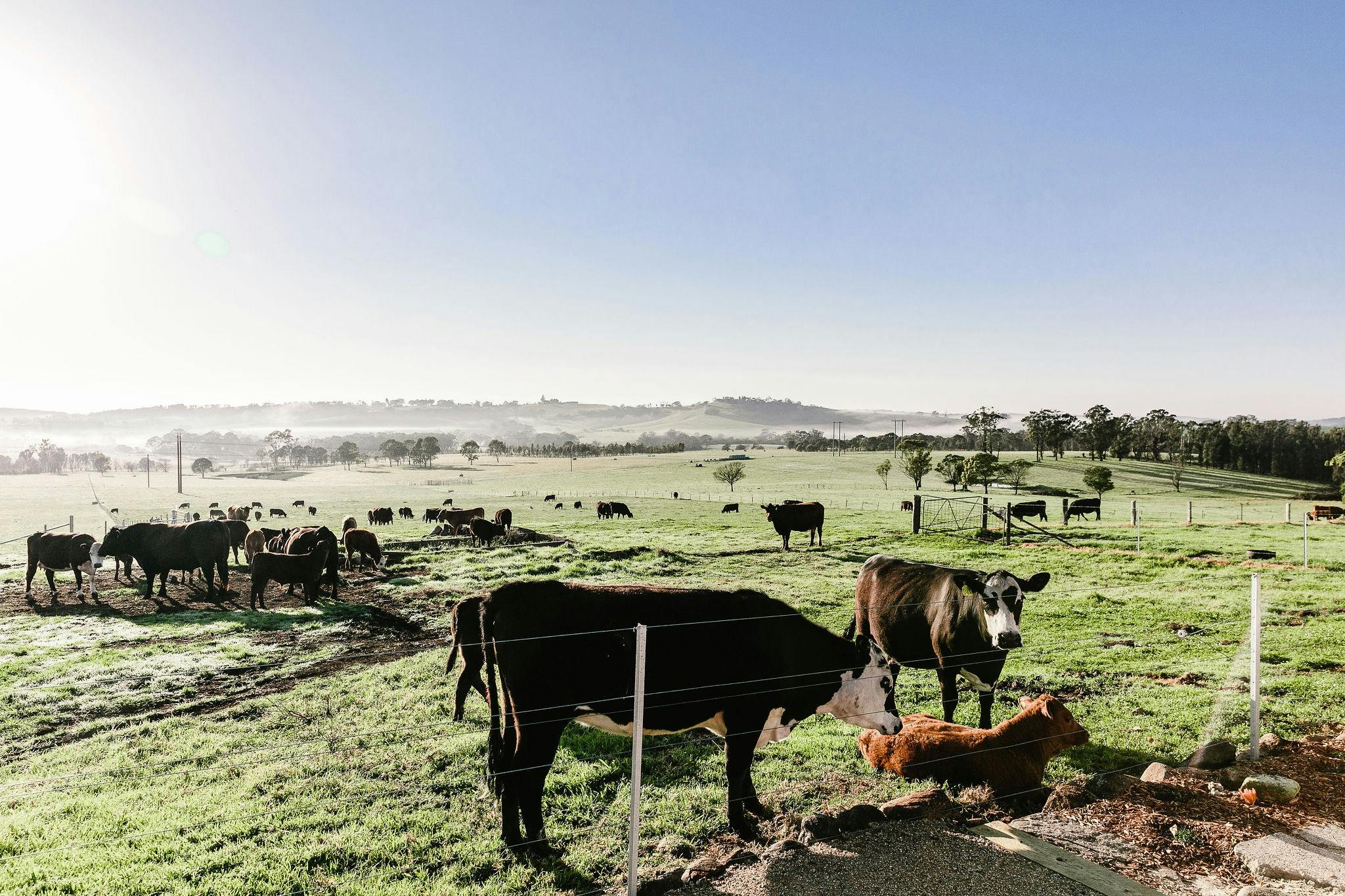 Enjoy the cattle coming right up to your door step