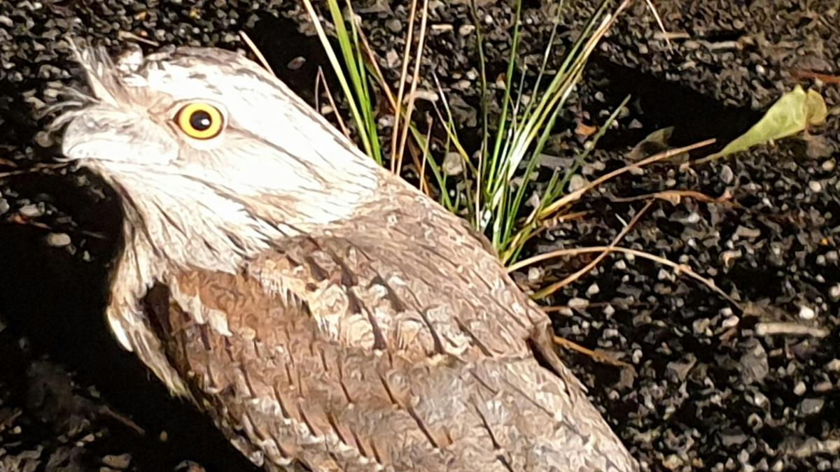 Frog Mouth Owl