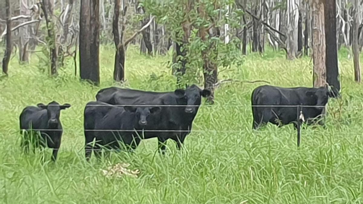 Our Cattle