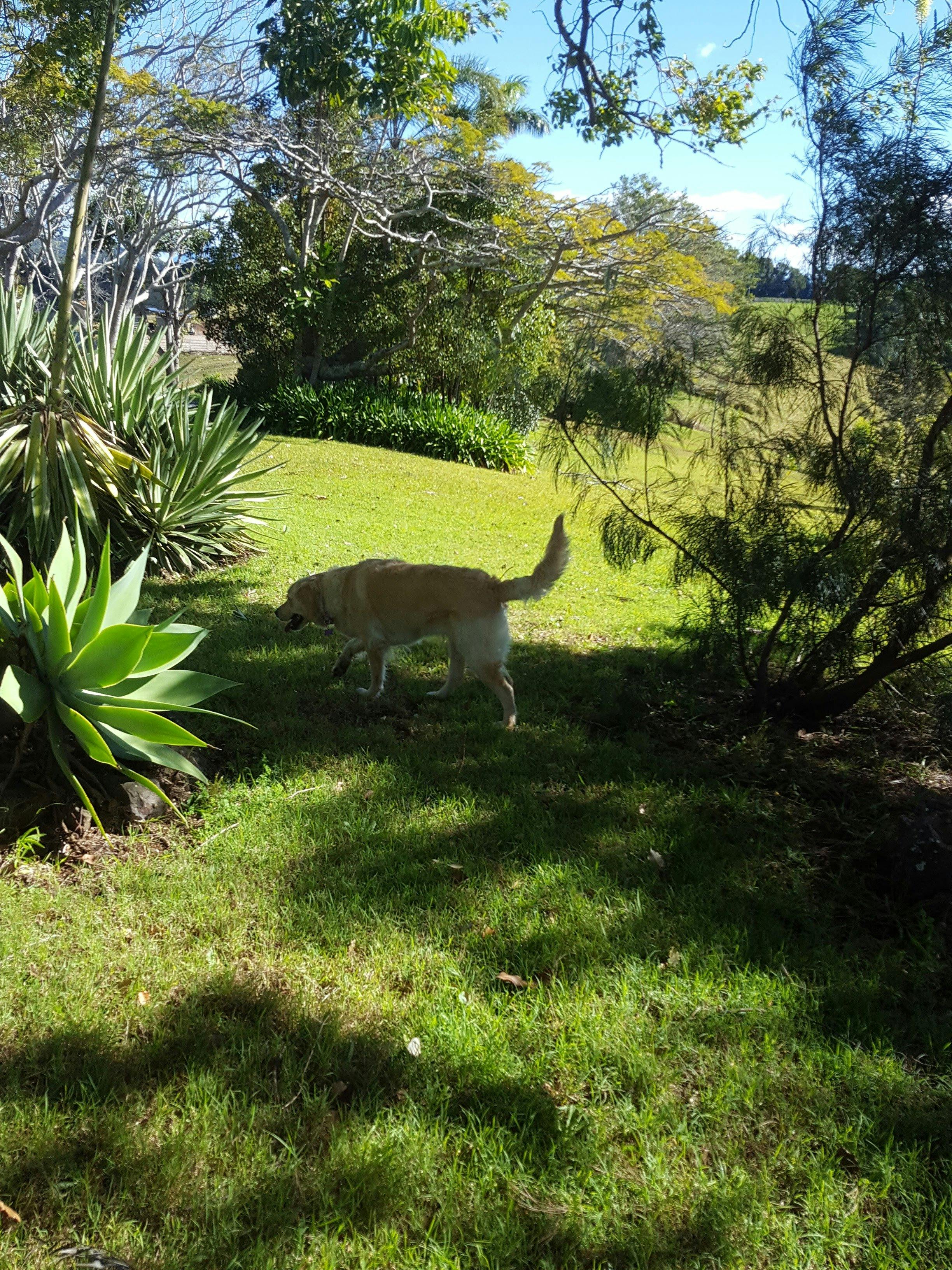 Labrador exploring