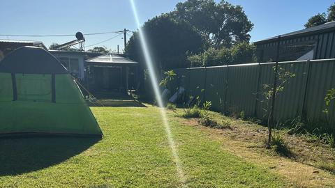 Therapy Animals Park