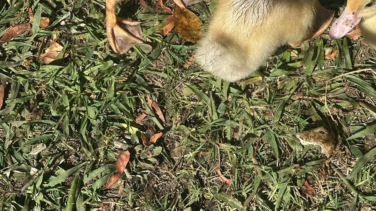 Therapy Animals Park