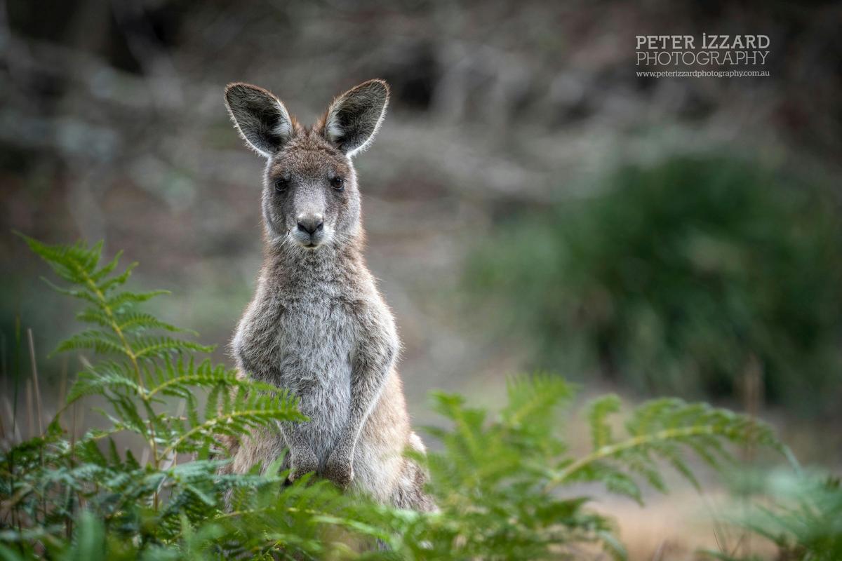 Roo Neighbour