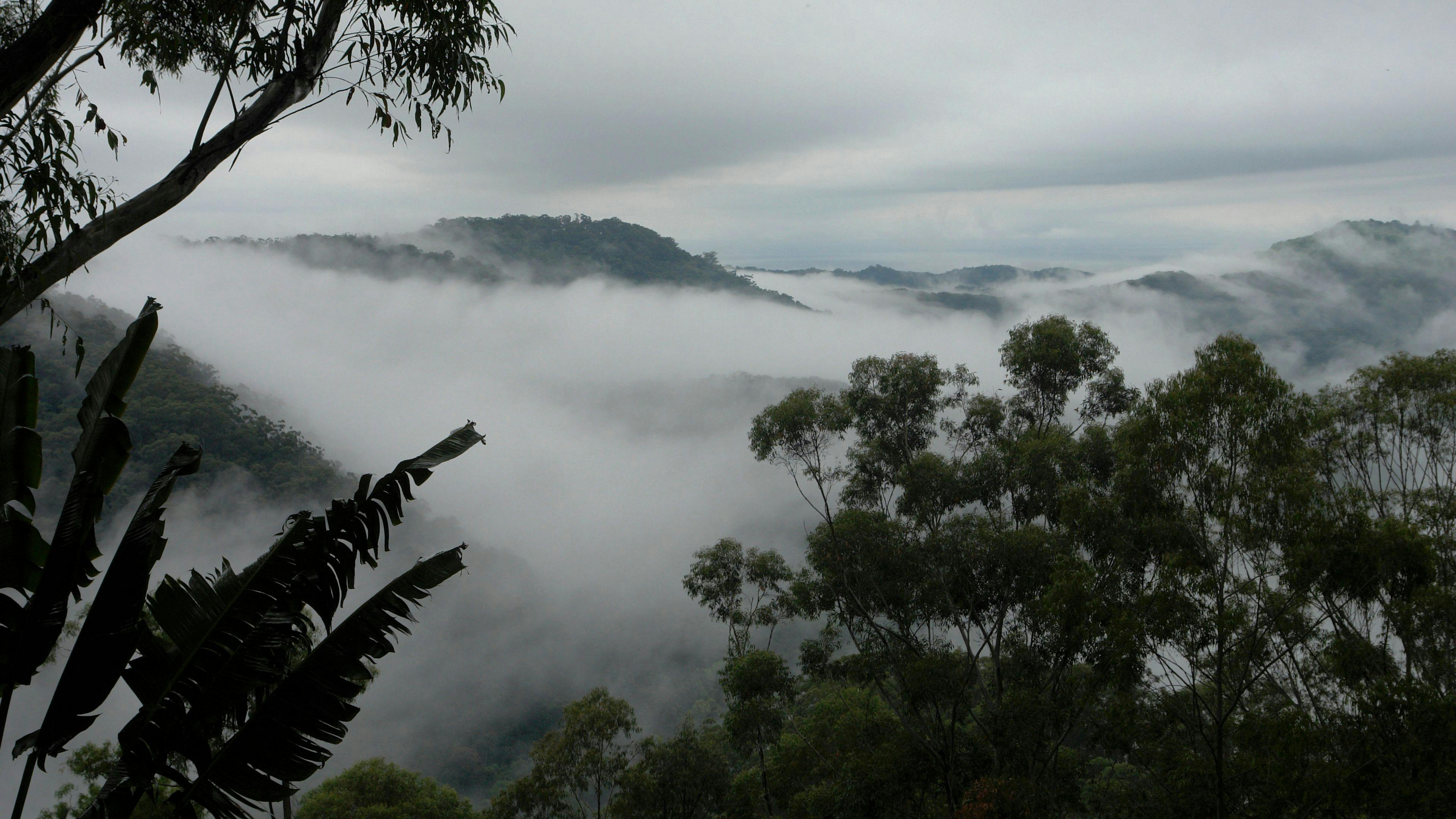 The Den of the Treehouse