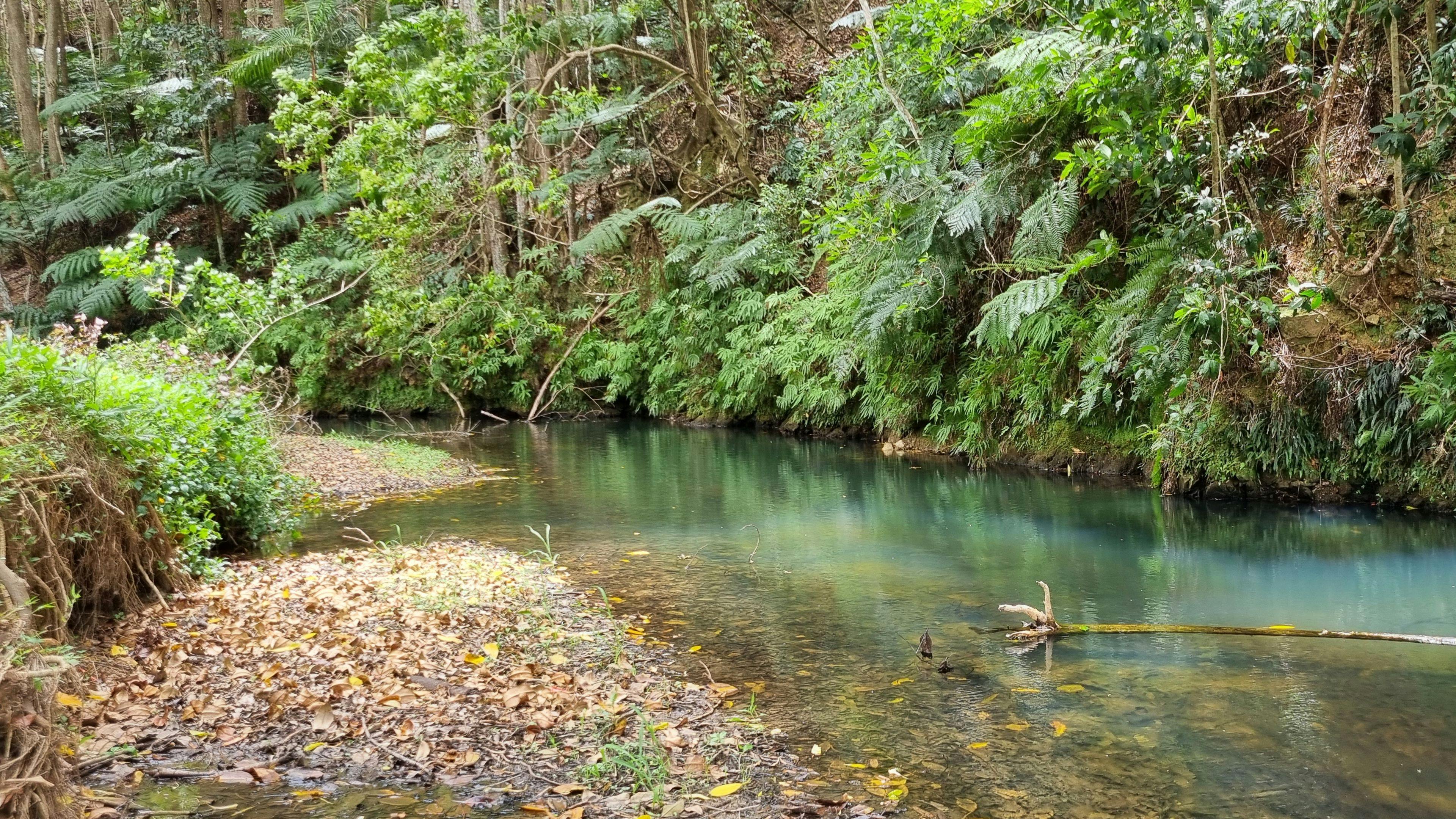 Just one of our stunning water holes feed by the crystal clear stream that runs though  the Sleepy Hollow Manor Estate 