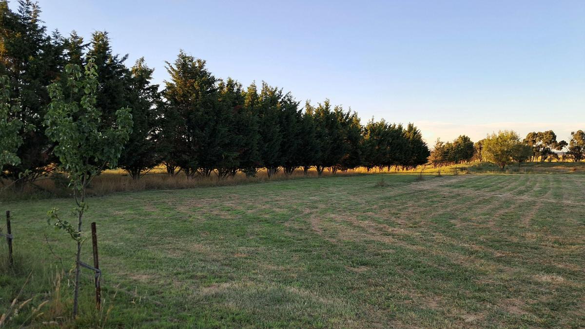 THE MEADOW