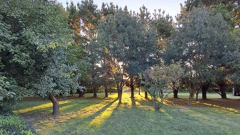 THE MEADOW