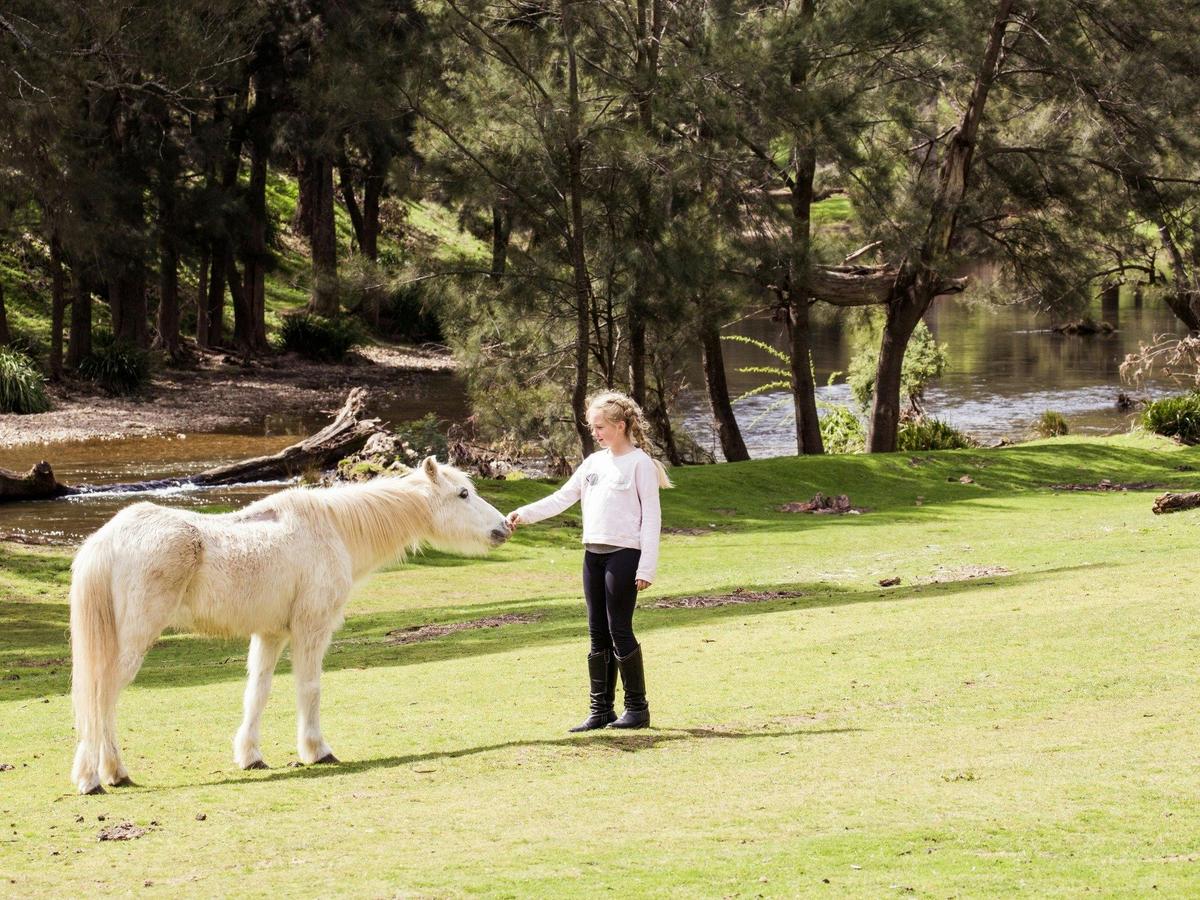 Kids love our horses and to go horseriding.