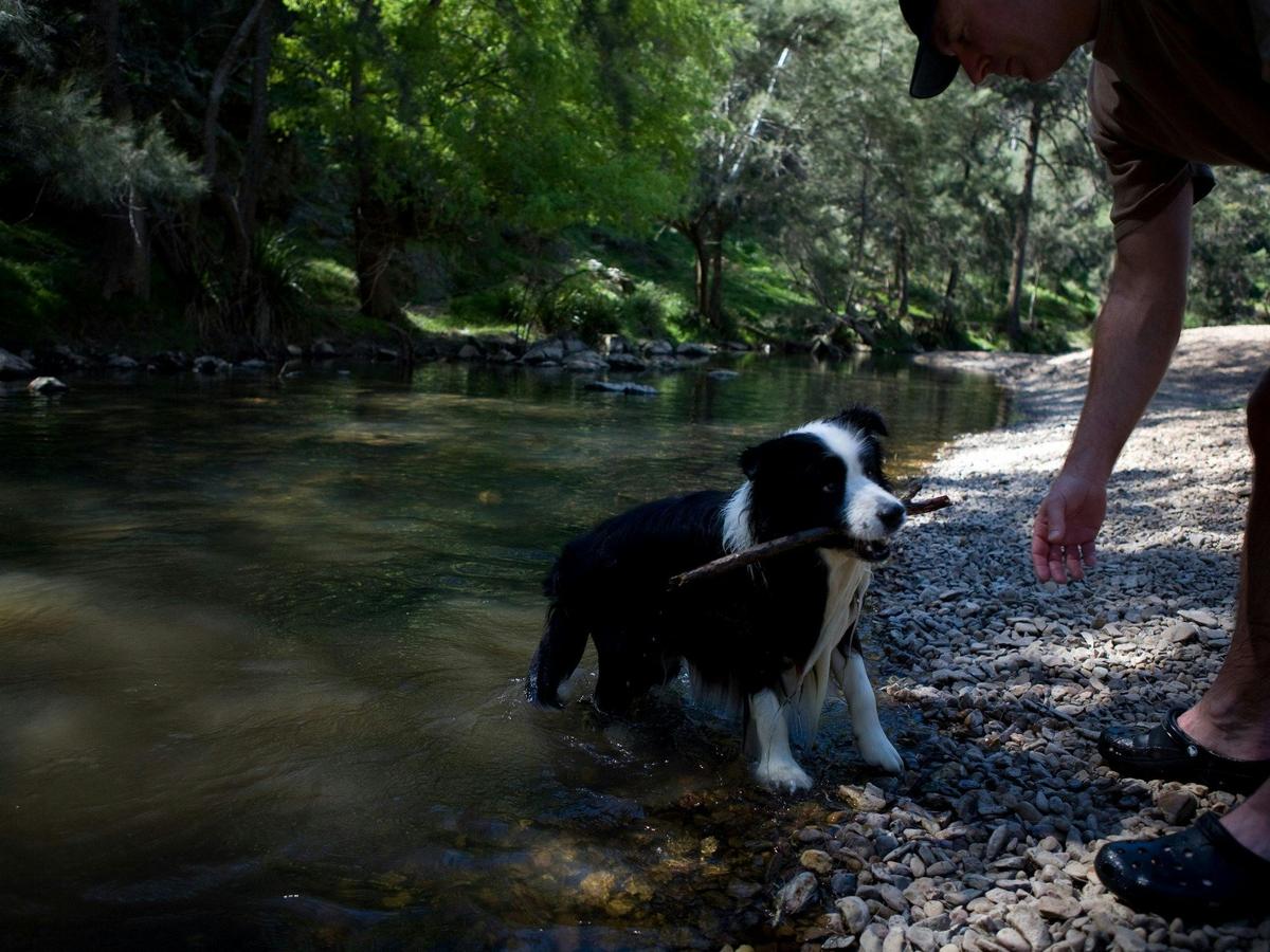 bring your furbaby - dogs love it at turon